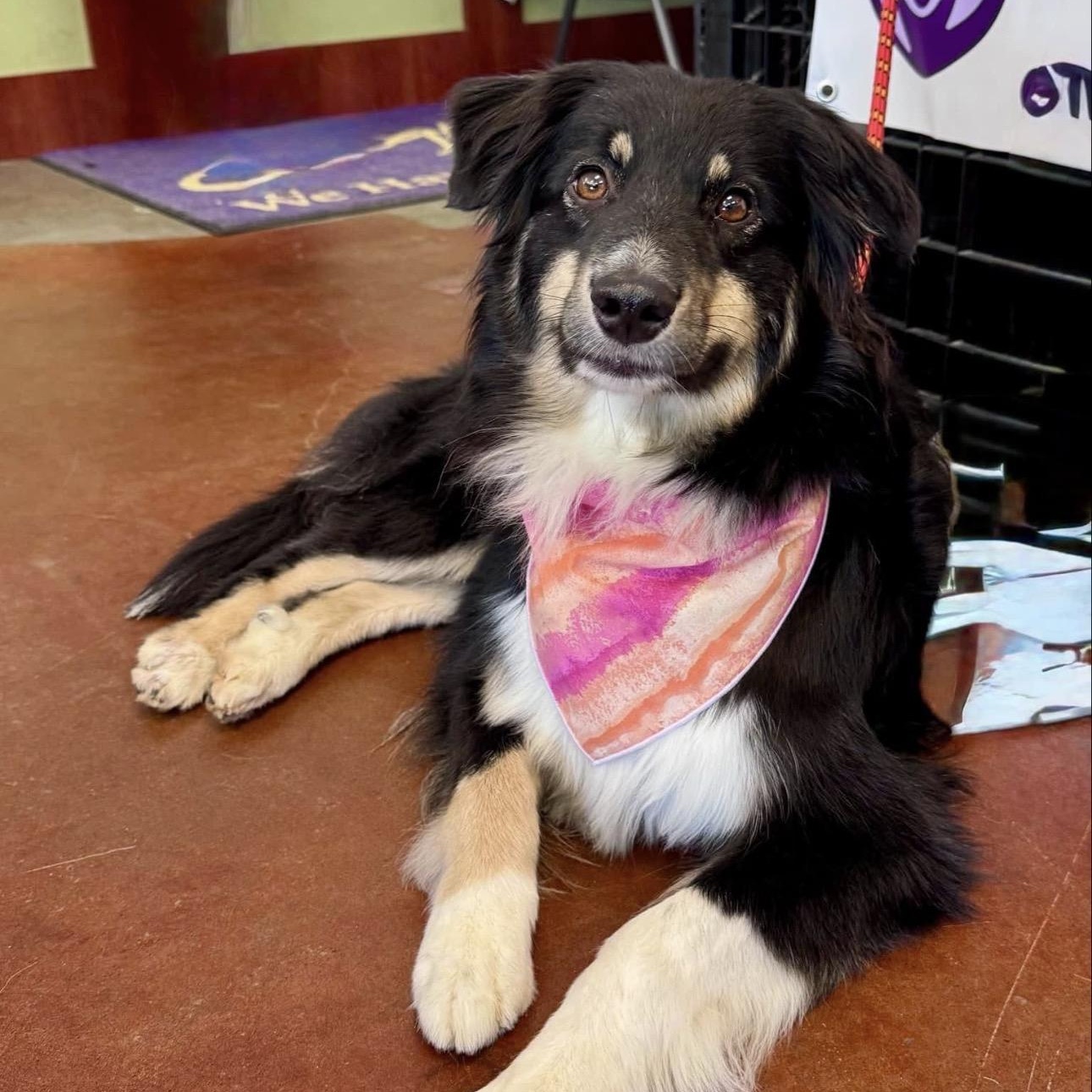 Presley , adopted, Young Female Australian Shepherd.