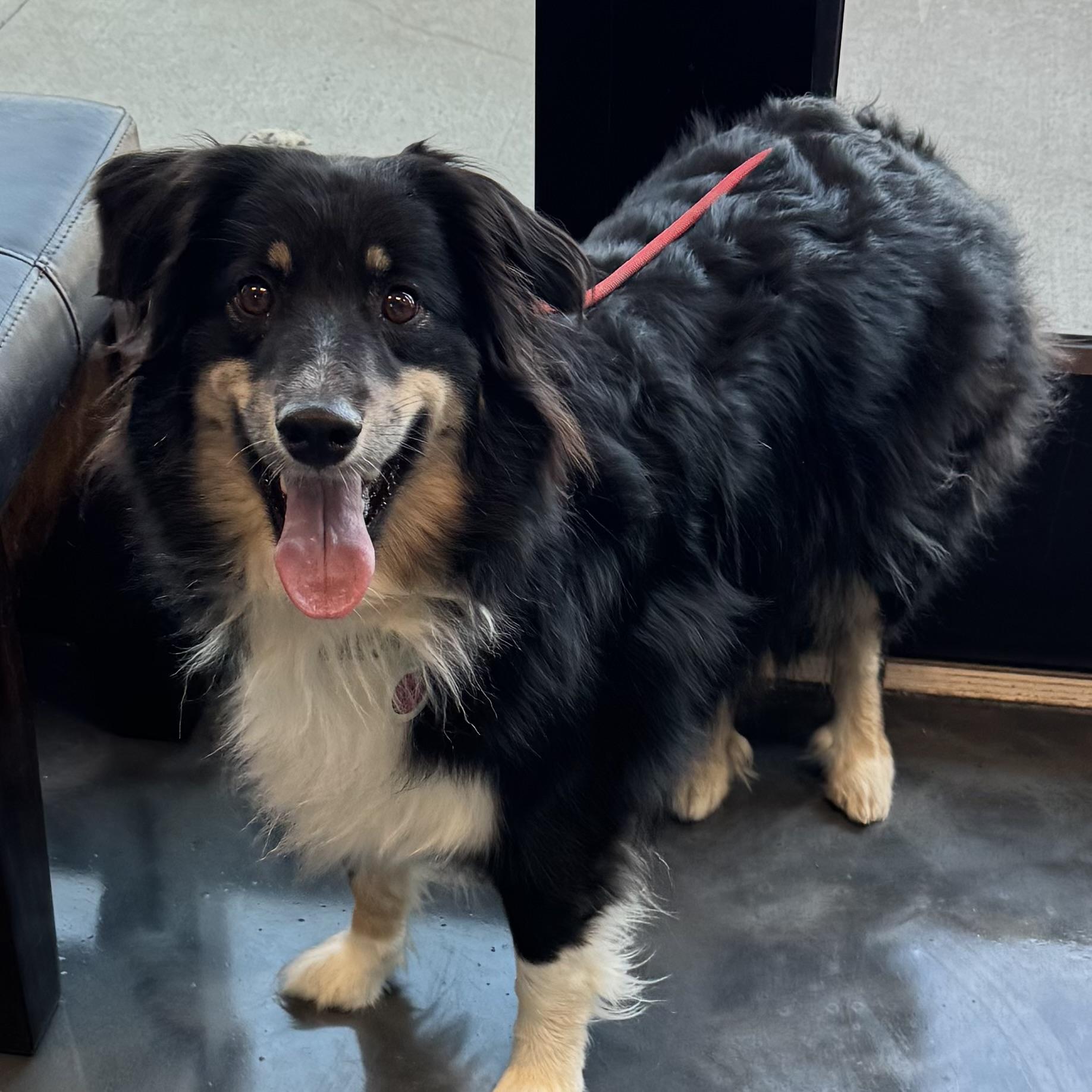 Enlarge Presley , a ADOPTABLE Australian Shepherd in Louisburg, KS image 2/6