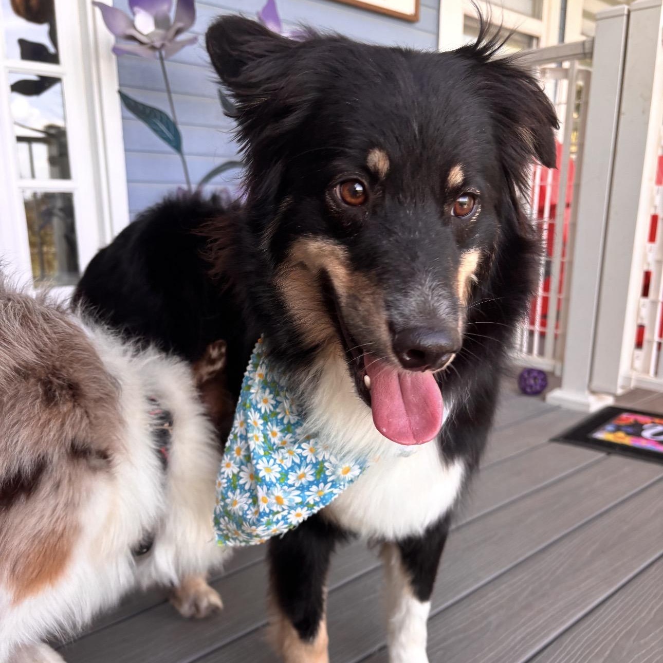 Presley , an adopted Australian Shepherd in Louisburg, KS image 2/6