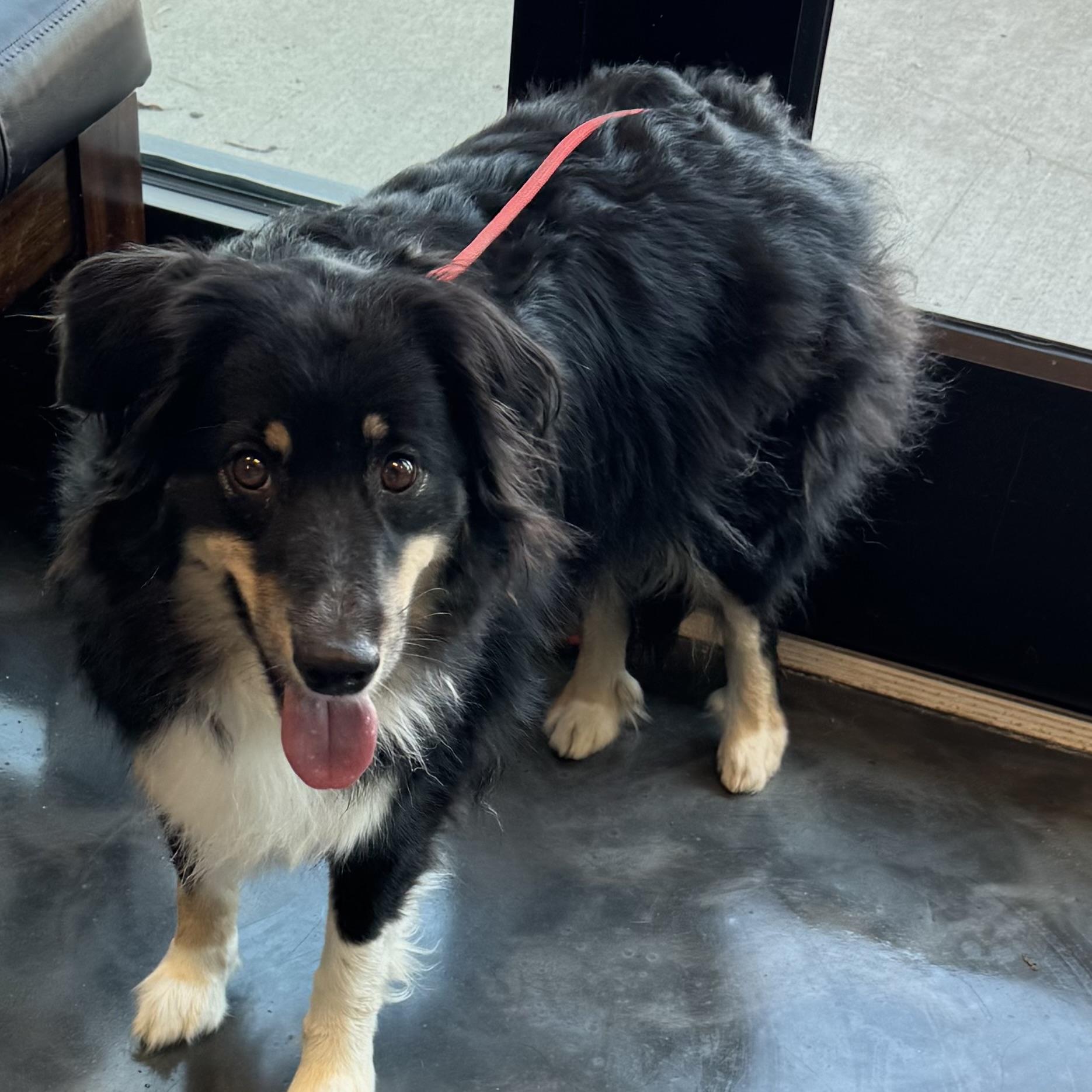 Enlarge Presley , a ADOPTABLE Australian Shepherd in Louisburg, KS image 3/6