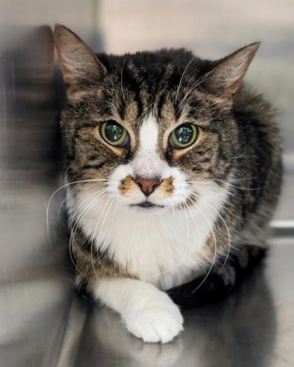 Enlarge Buble`, a Adoptable mixed breed in Westland, MI image 2/3