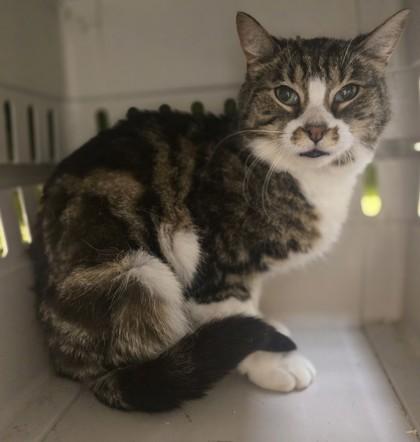 Enlarge Buble`, a Adoptable mixed breed in Westland, MI image 3/3