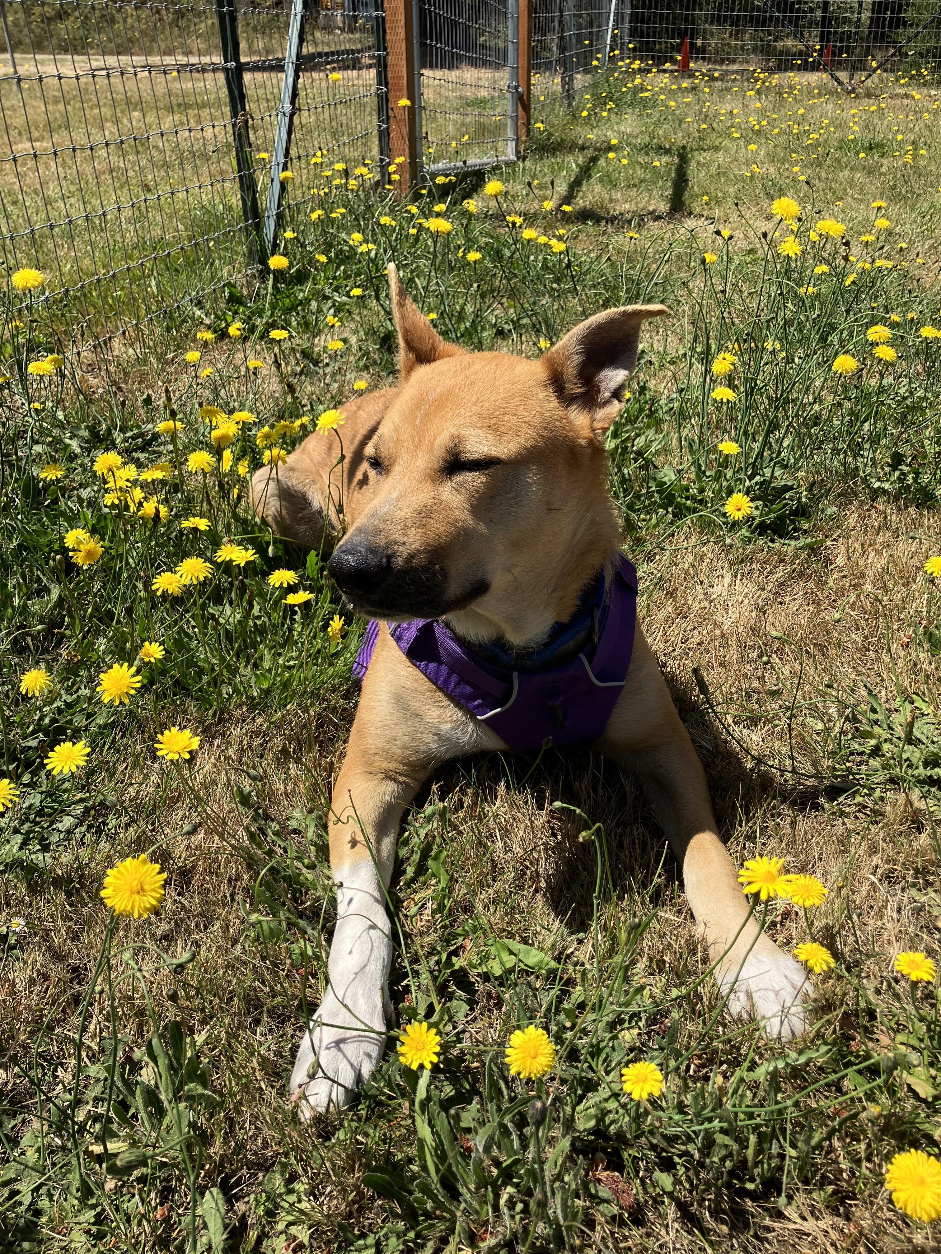 Millie photo 4