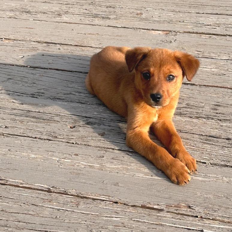 Enlarge Nanny, a Adoptable Shepherd in Belleville, IL image 1/2