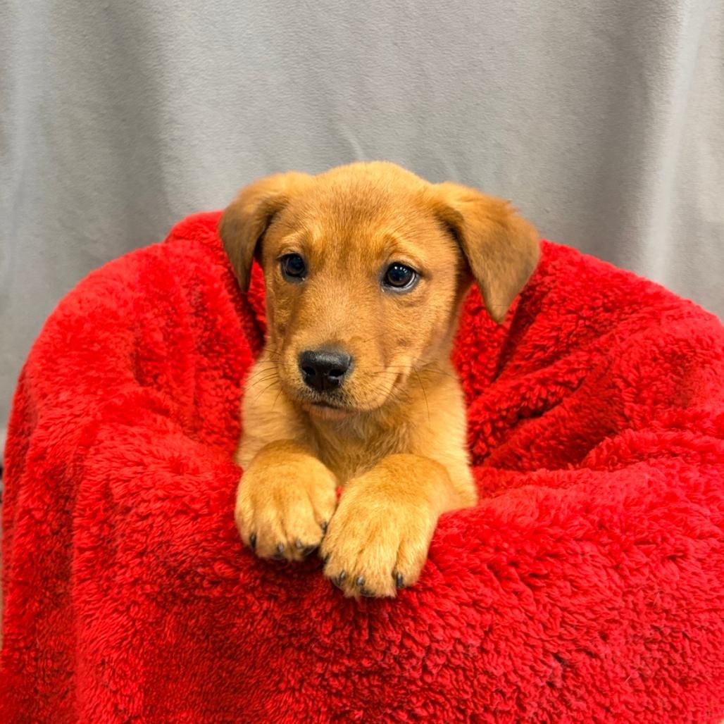 Enlarge Nanny, a Adoptable Shepherd in Belleville, IL image 2/2