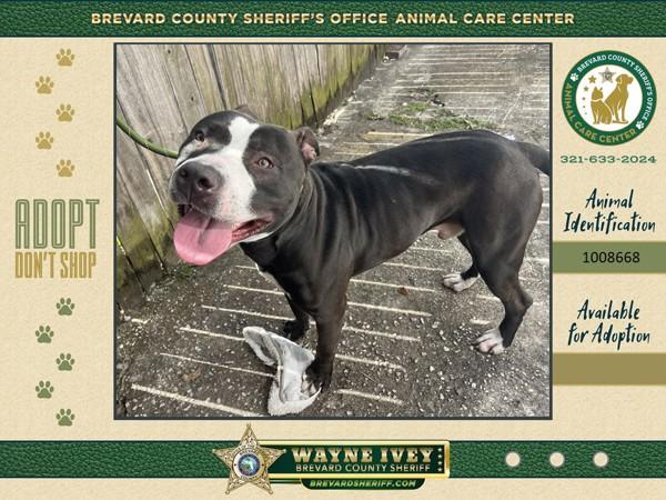 Enlarge Stuart Big, a Adoptable mixed breed in Melbourne, FL image 1/1