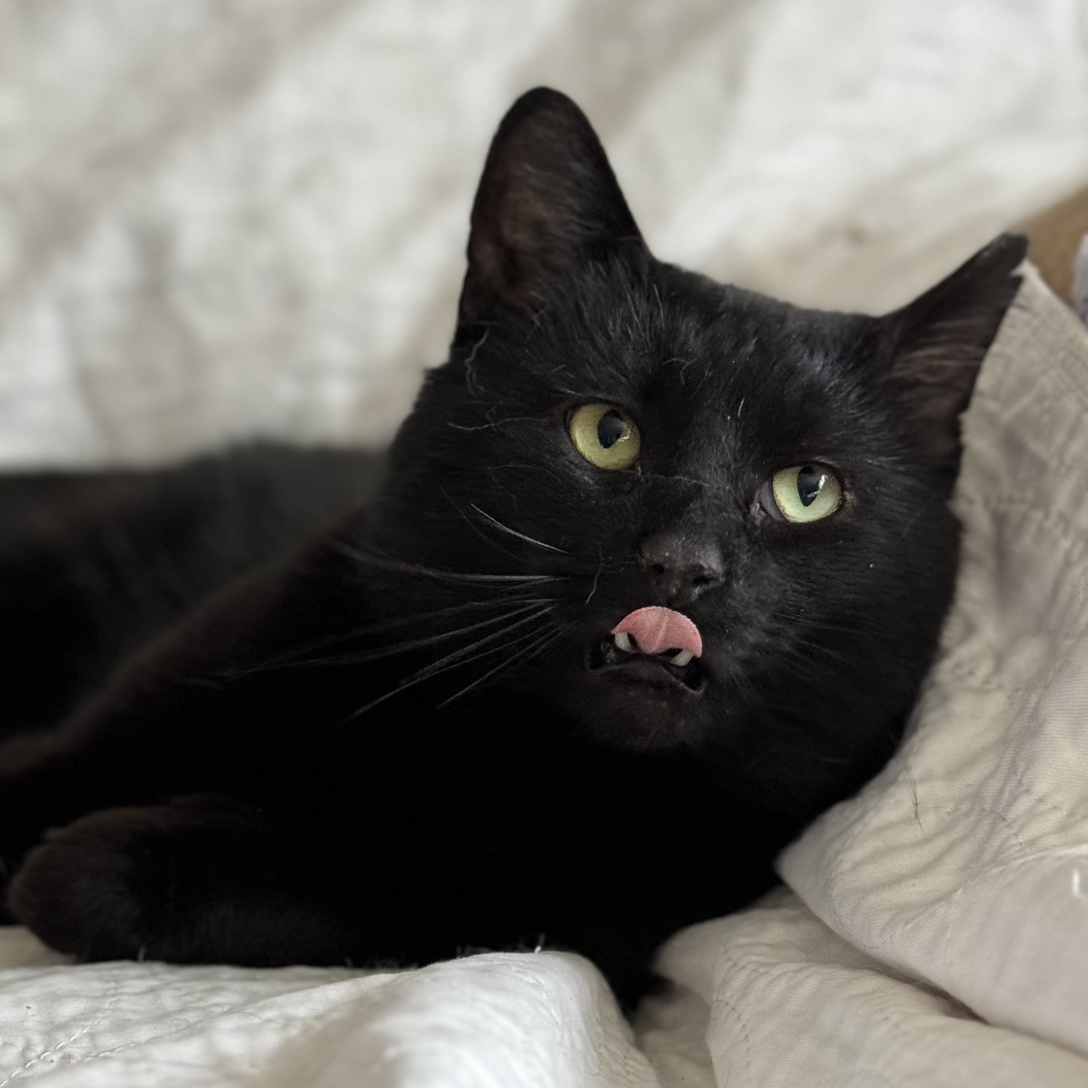 Wolfie, Adoptable, Adult Male Domestic Short Hair.