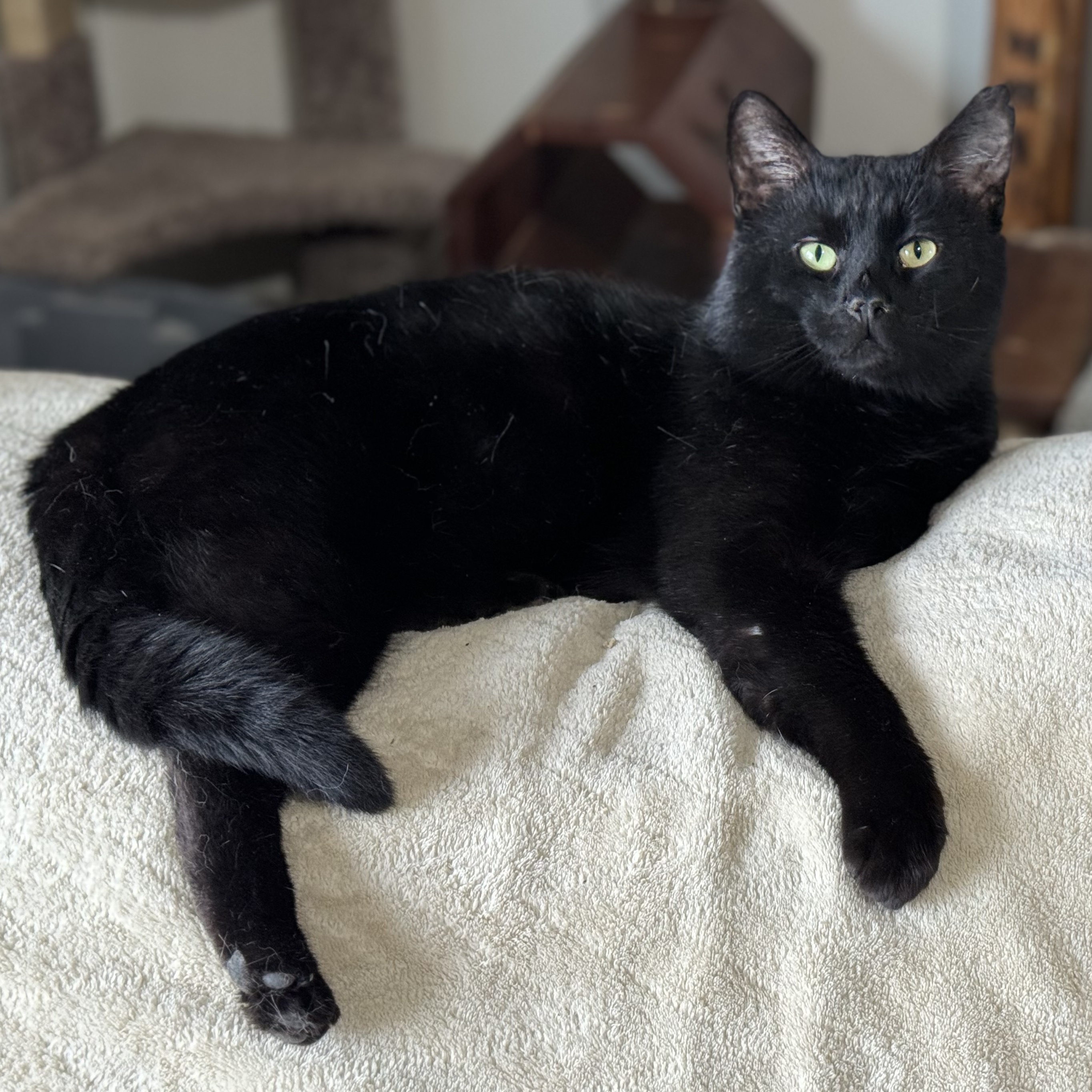 Wolfie, a Adoptable Domestic Short Hair in Goshen, IN image 2/5