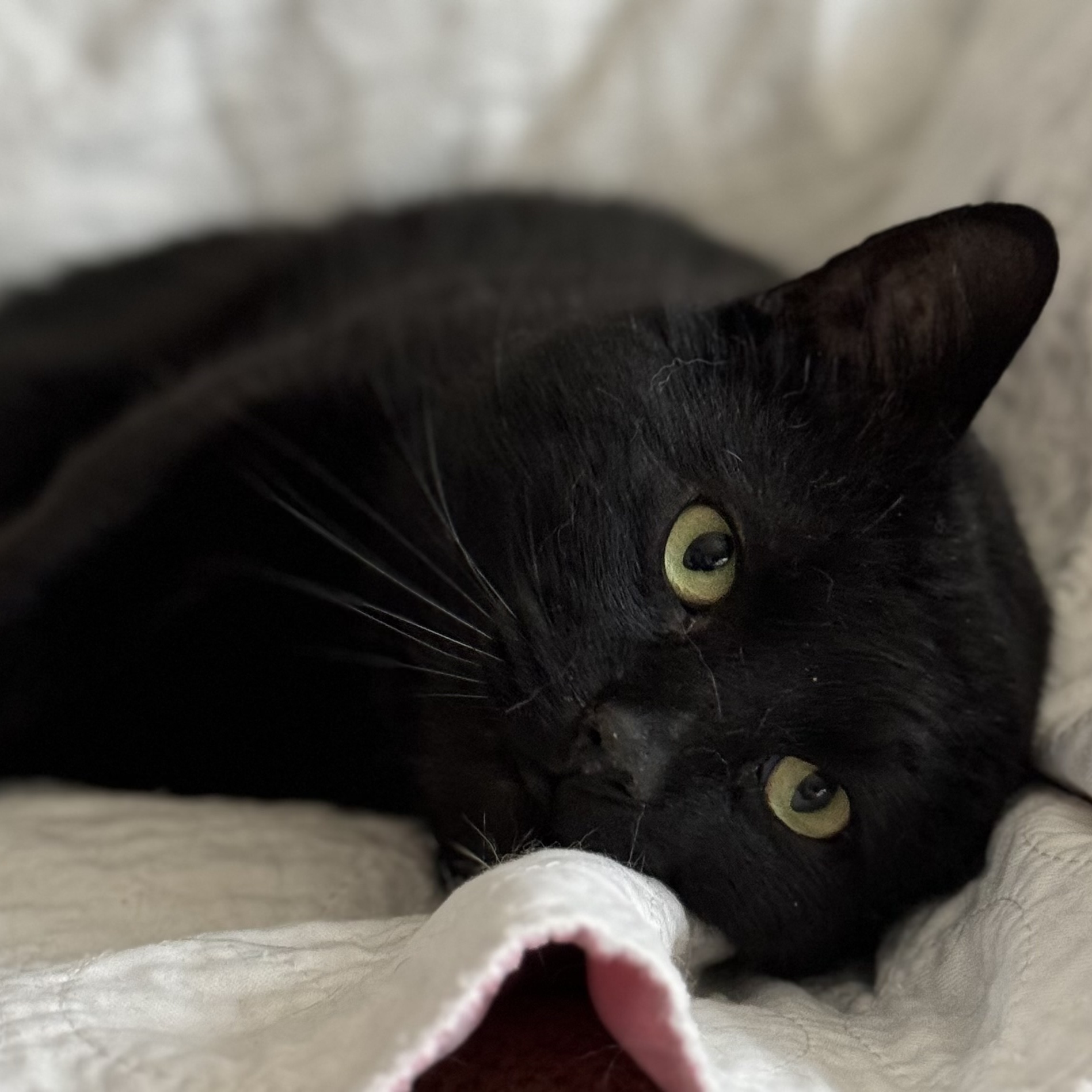 Wolfie, a Adoptable Domestic Short Hair in Goshen, IN image 3/5