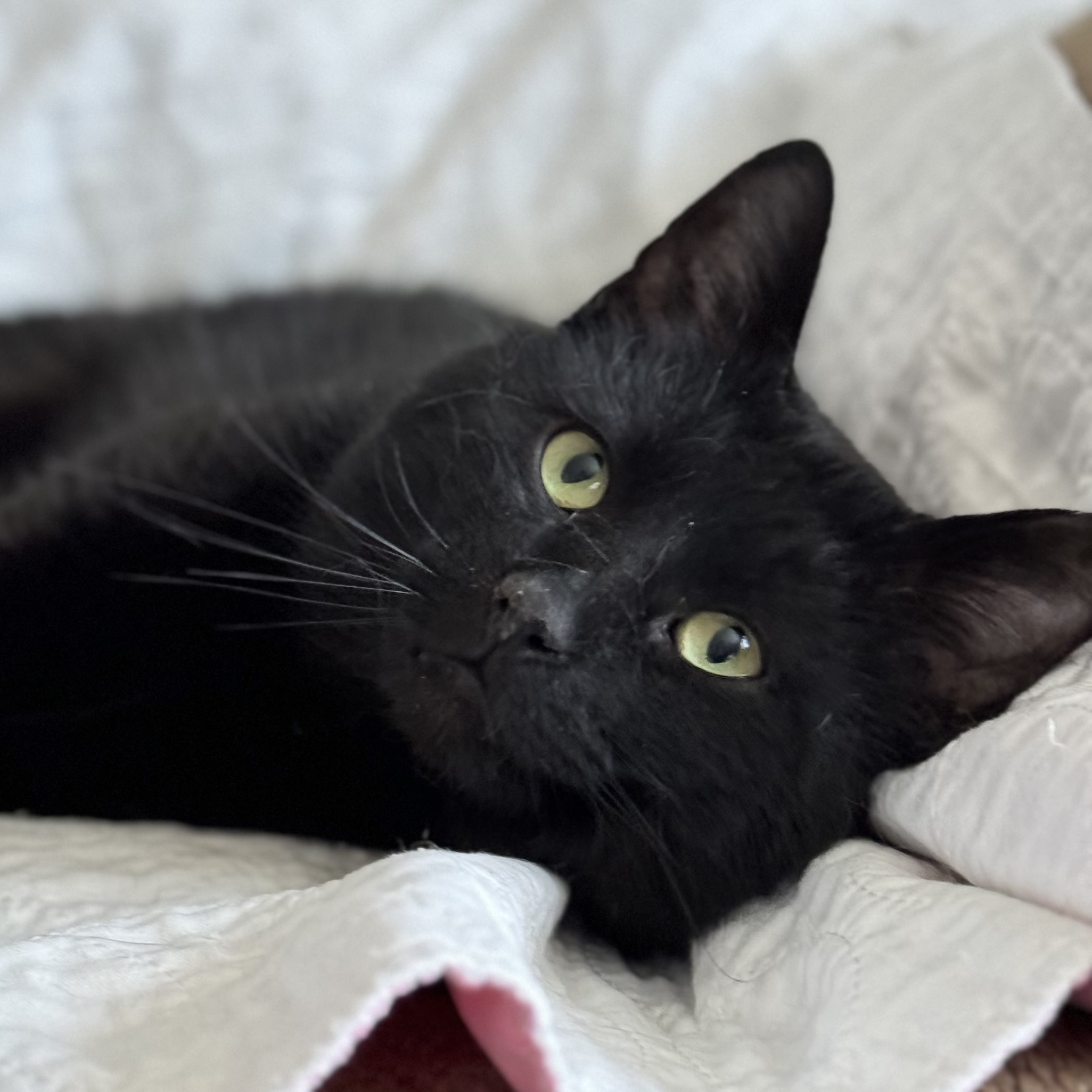 Wolfie, a Adoptable Domestic Short Hair in Goshen, IN image 4/5