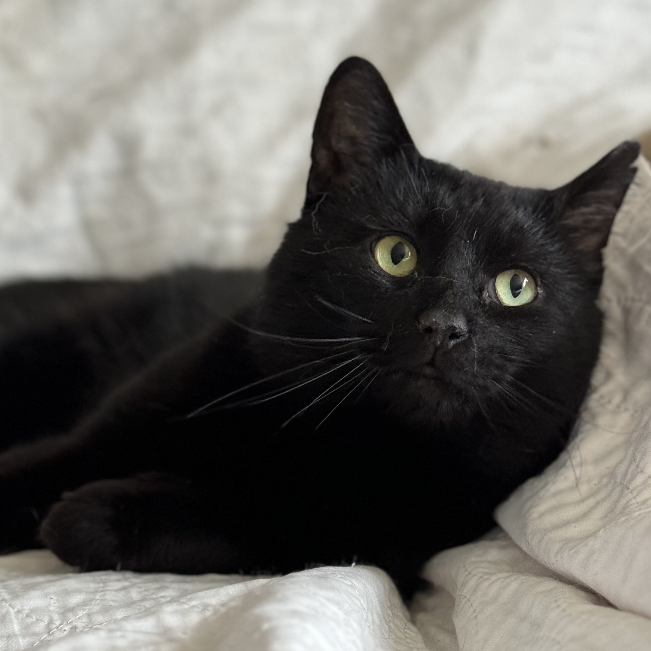 Wolfie, a Adoptable Domestic Short Hair in Goshen, IN image 5/5