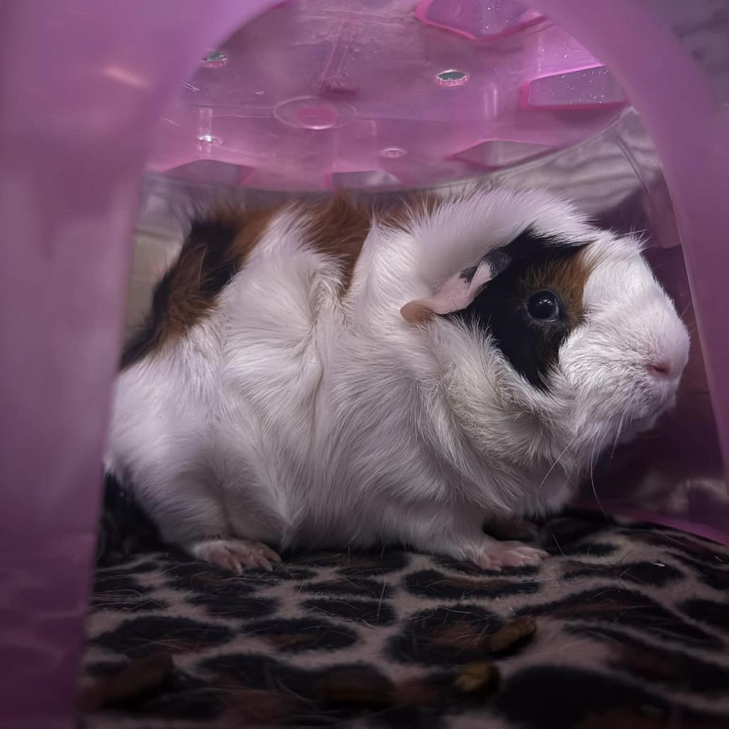 Bubbles, Adoptable, Young Female Guinea Pig.