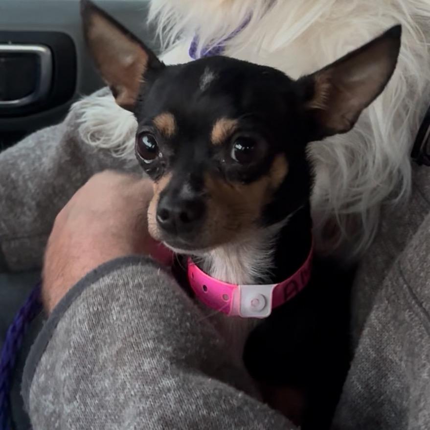 Enlarge Tia, a Adoptable Chihuahua in Las Vegas, NV image 1/2