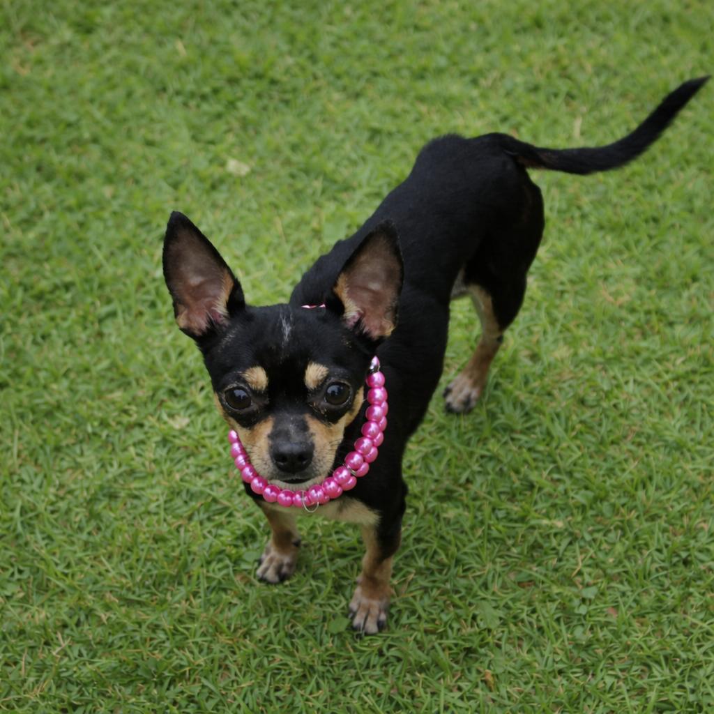 Enlarge Tia, a Adoptable Chihuahua in Las Vegas, NV image 2/2
