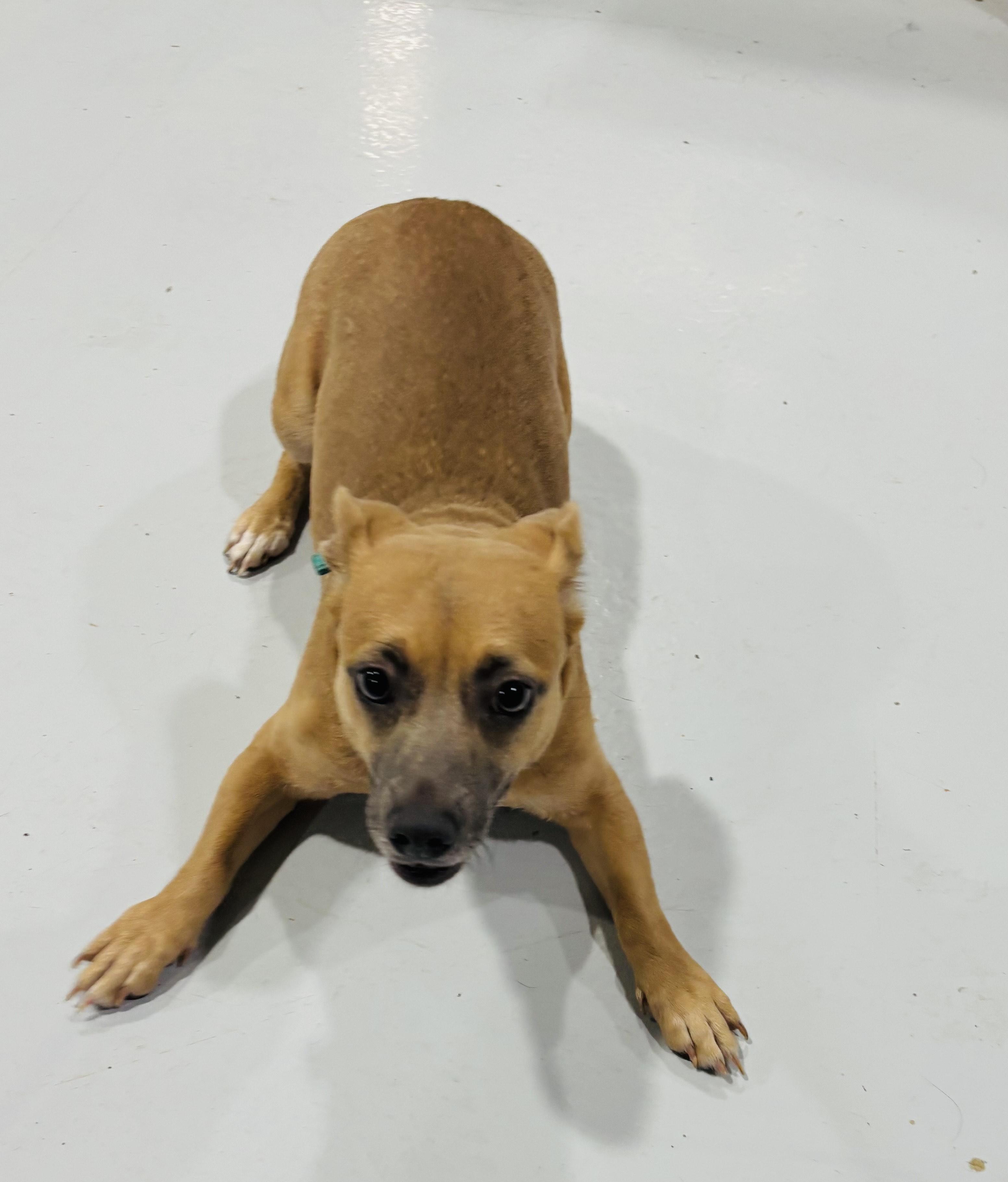 Enlarge DOLLY!, an adopted mixed breed in Owensboro, KY image 2/5