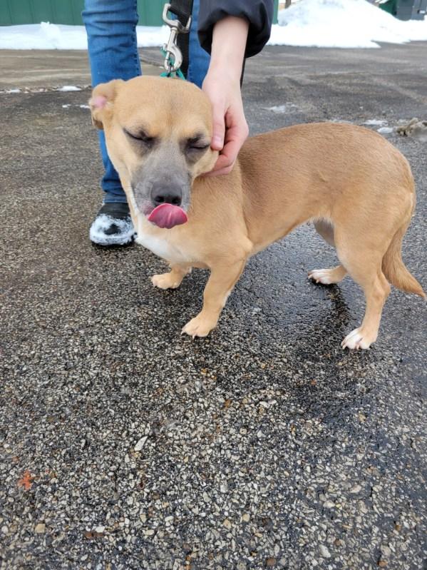 Enlarge DOLLY!, an adopted mixed breed in Owensboro, KY image 4/5