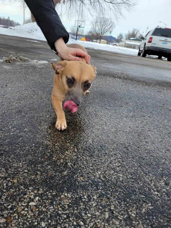 Enlarge DOLLY!, an adopted mixed breed in Owensboro, KY image 5/5
