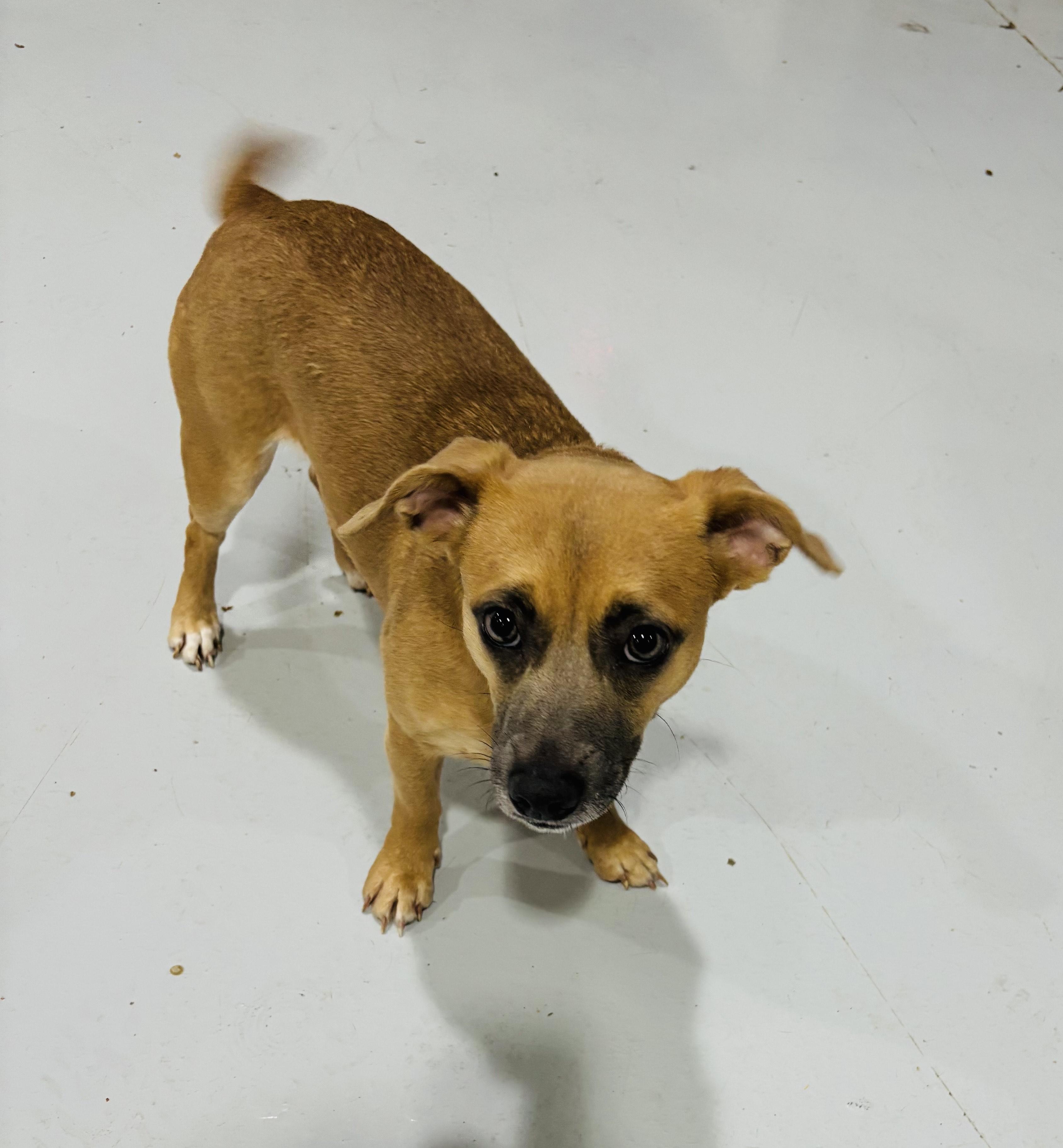Enlarge DOLLY!, an adopted mixed breed in Owensboro, KY image 1/5