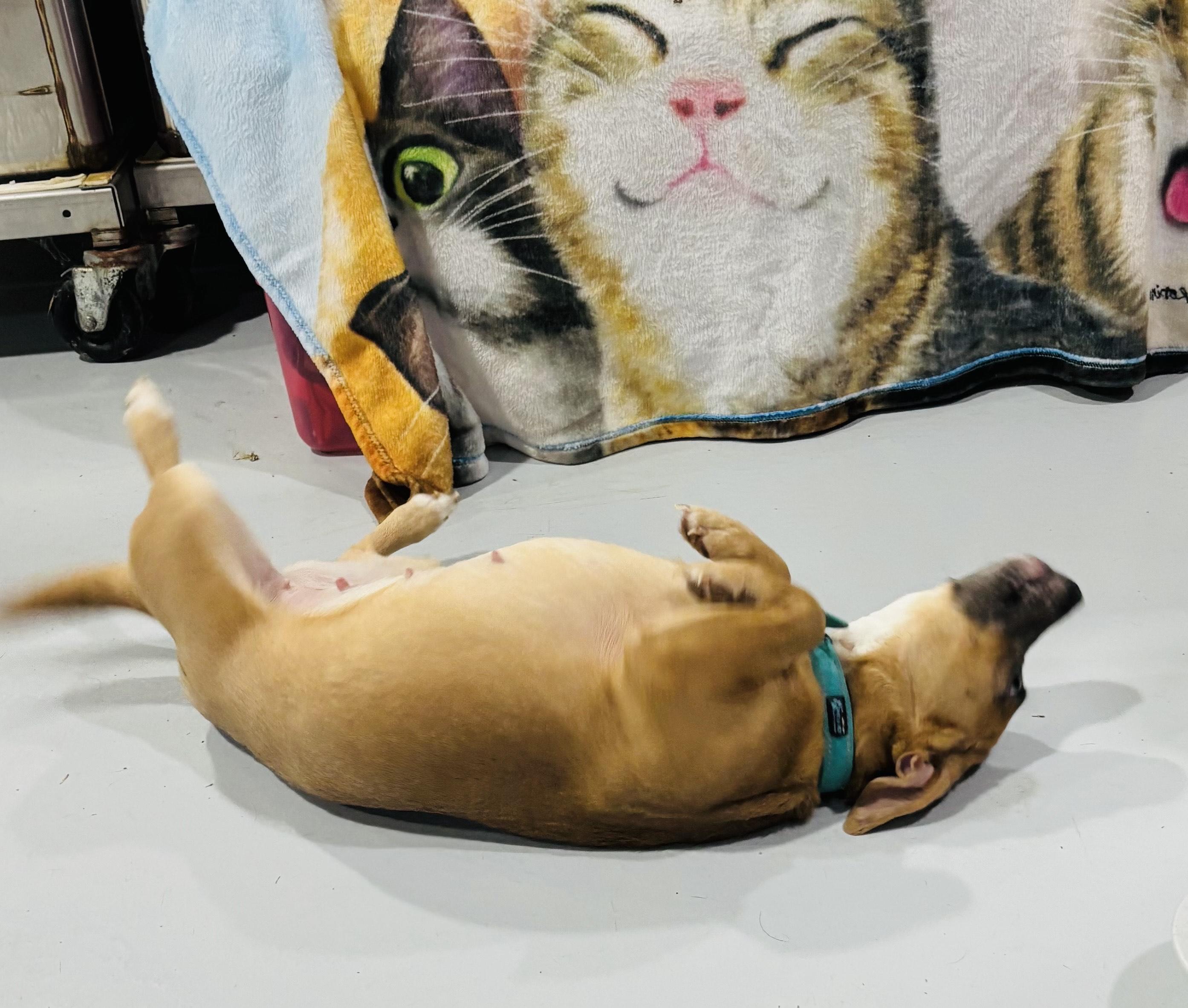 Enlarge DOLLY!, an adopted mixed breed in Owensboro, KY image 3/5