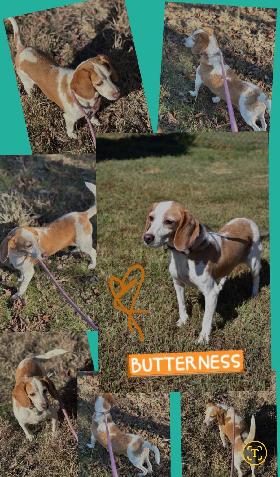 Enlarge Carmel & Butterness (bonded sisters), a Adoptable Beagle in Danbury, CT image 2/2