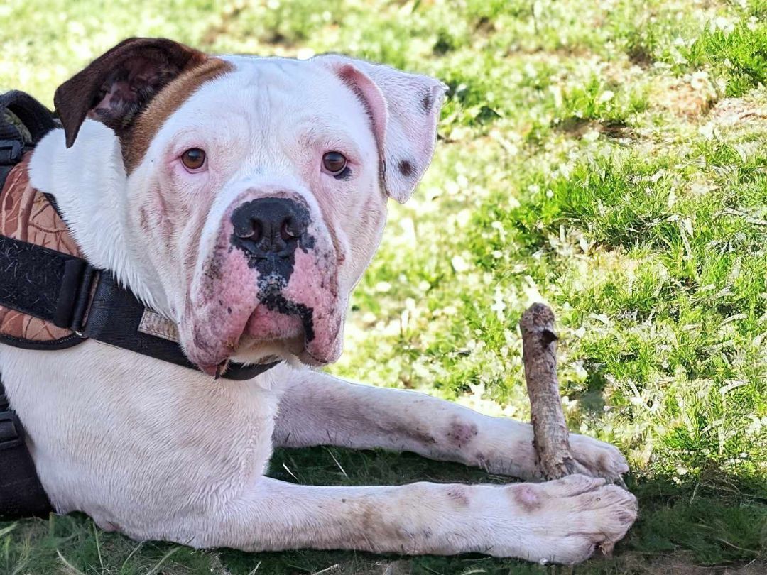 Enlarge Hercules, a Adoptable American Bulldog in Anniston, AL image 2/6