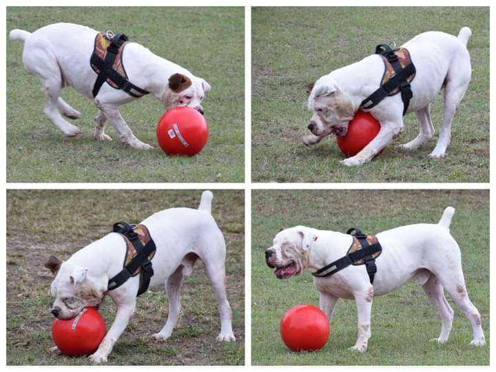 Enlarge Hercules, a Adoptable American Bulldog in Anniston, AL image 3/6