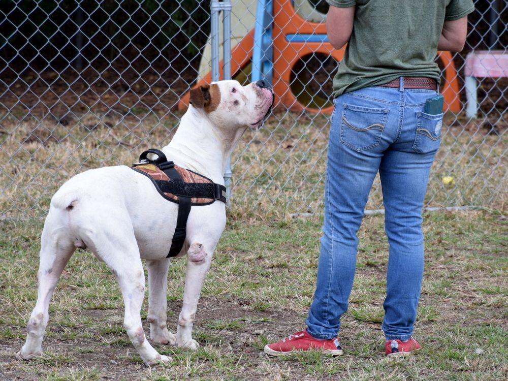 Enlarge Hercules, a Adoptable American Bulldog in Anniston, AL image 4/6