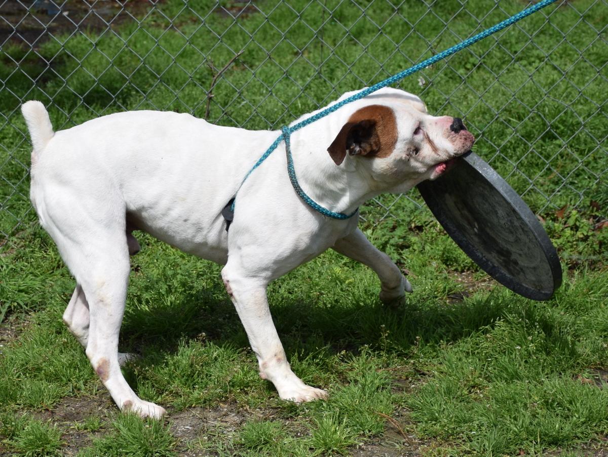 Enlarge Hercules, a Adoptable American Bulldog in Anniston, AL image 6/6