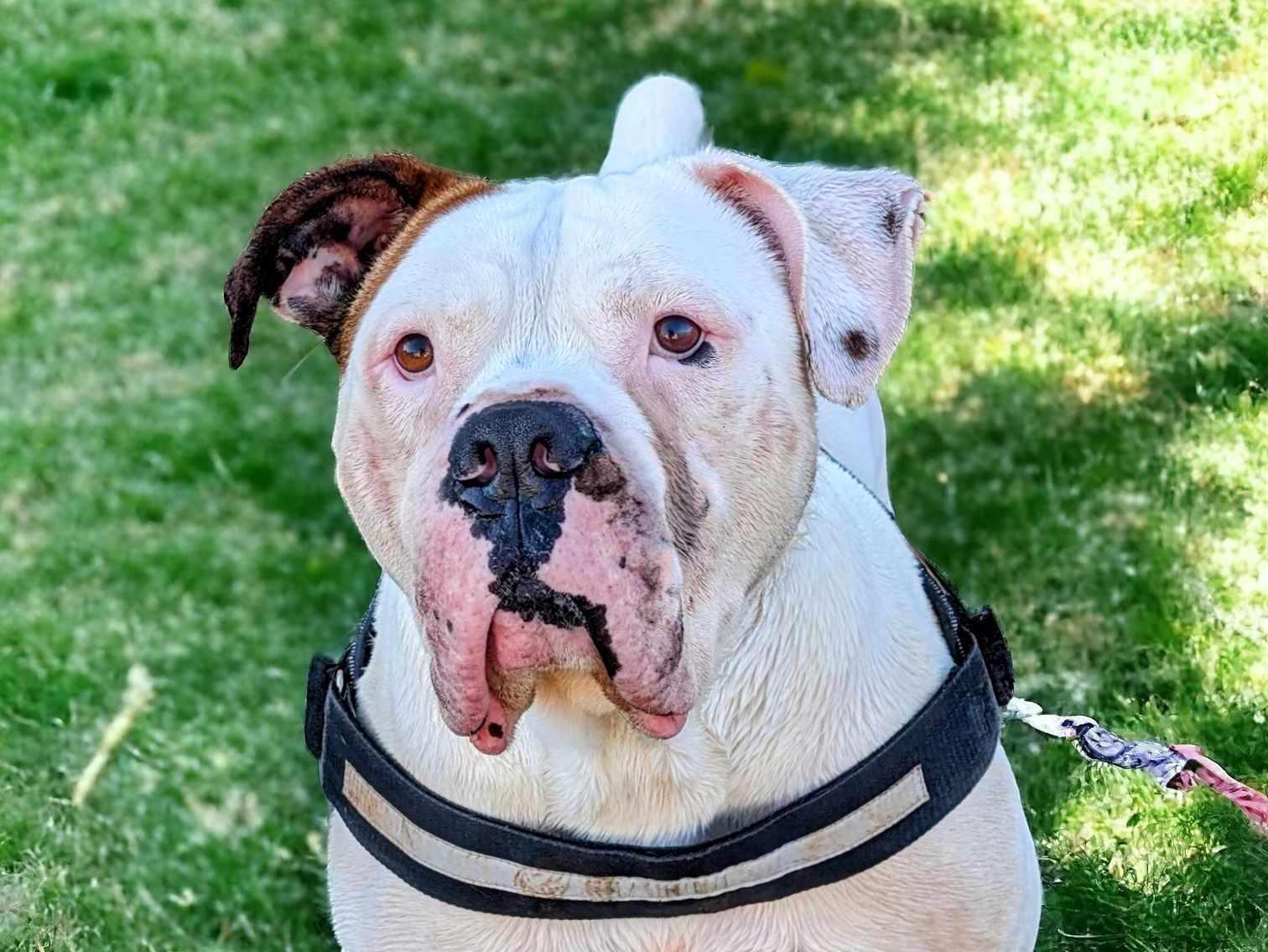 Enlarge Hercules, a Adoptable American Bulldog in Anniston, AL image 1/6