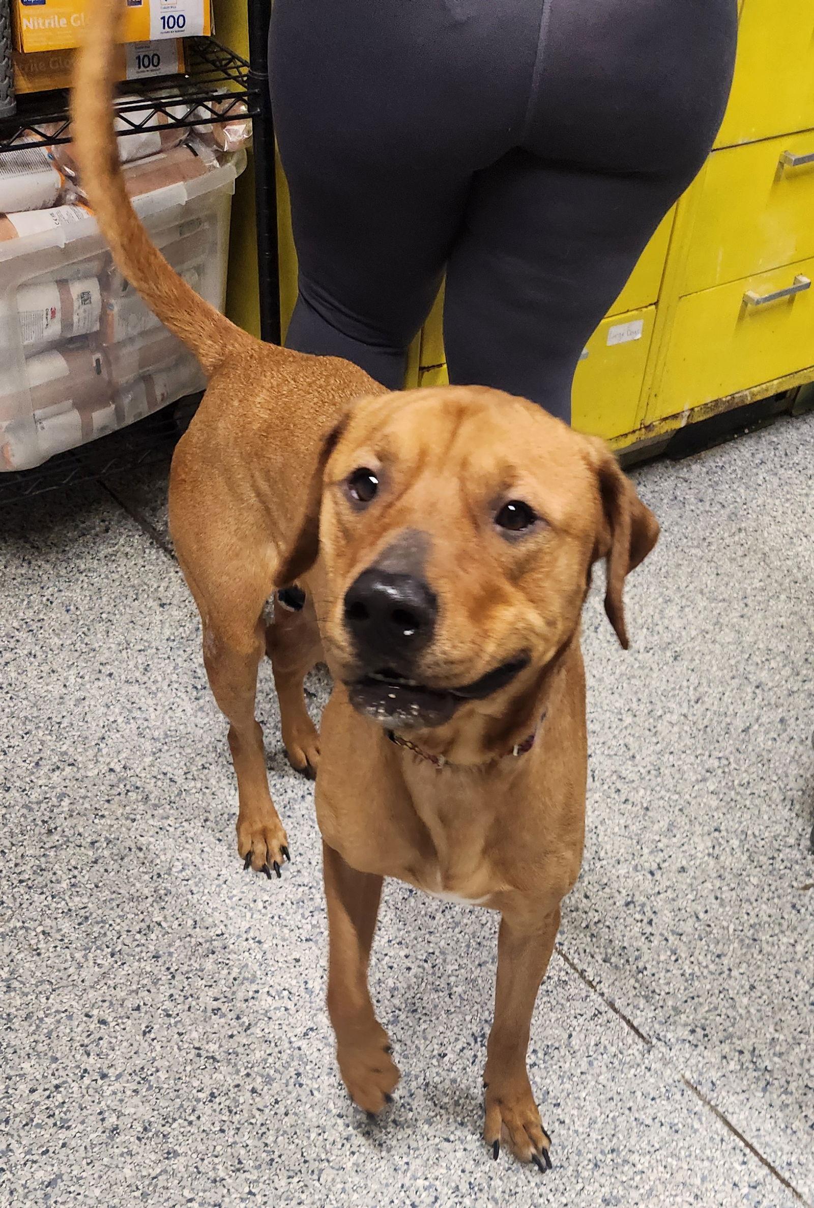 Chevy, Adoptable, Adult Male Pit Bull Terrier.