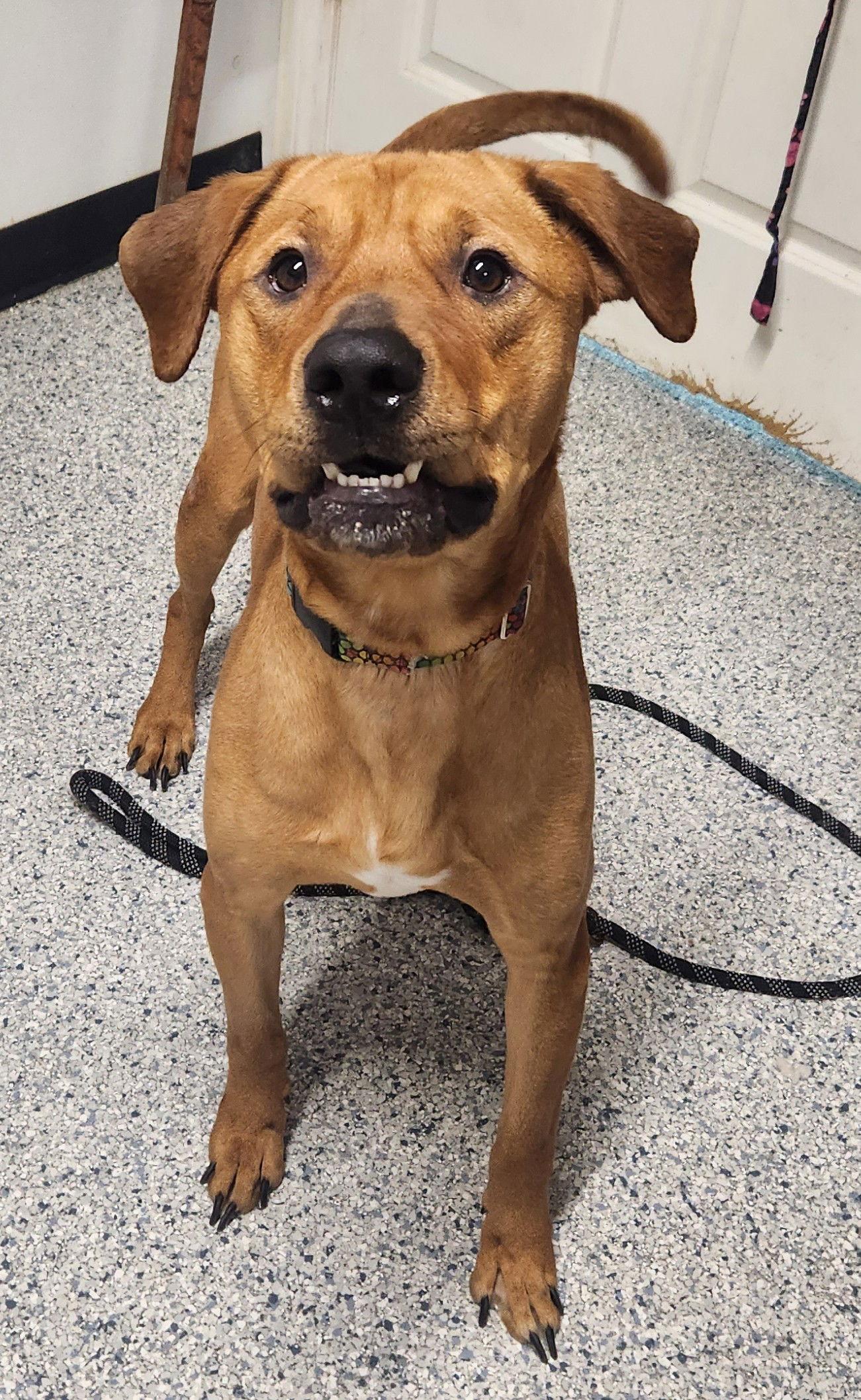 Chevy, a Adoptable Pit Bull Terrier in Knoxville, IA image 2/2