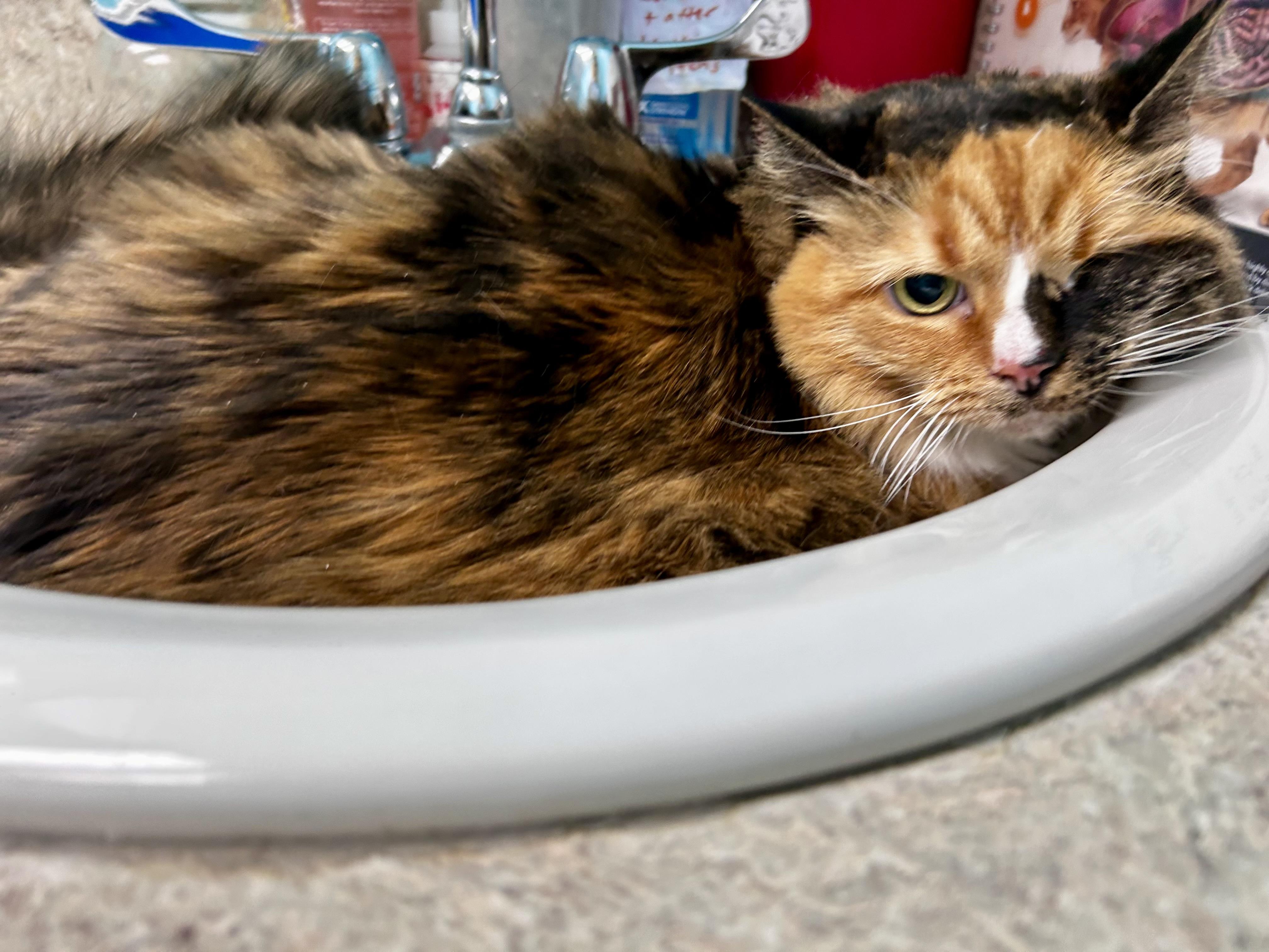 Enlarge Myrtle, a Adoptable mixed breed in Greensboro, NC image 4/4