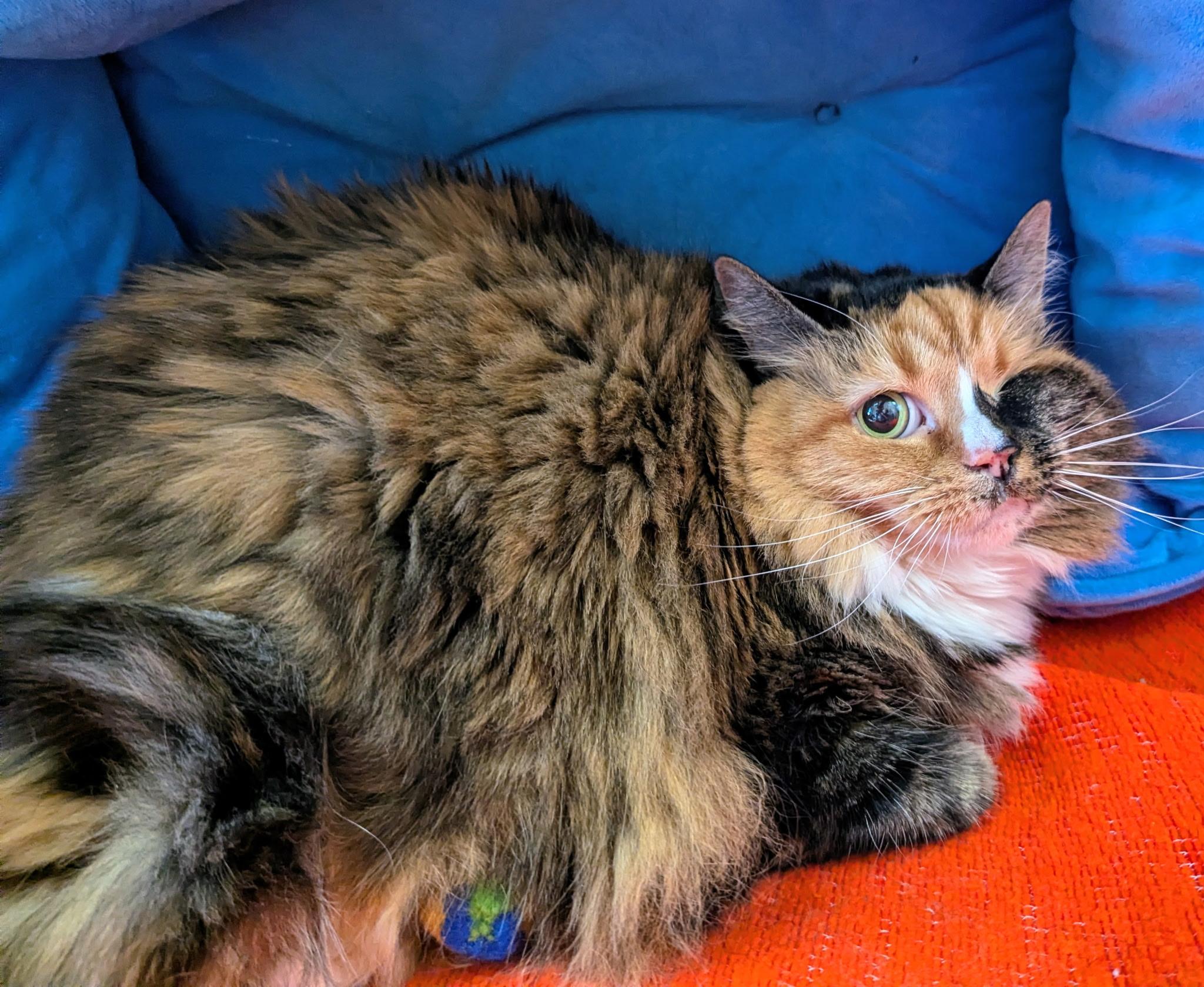 Enlarge Myrtle, a Adoptable mixed breed in Greensboro, NC image 1/4