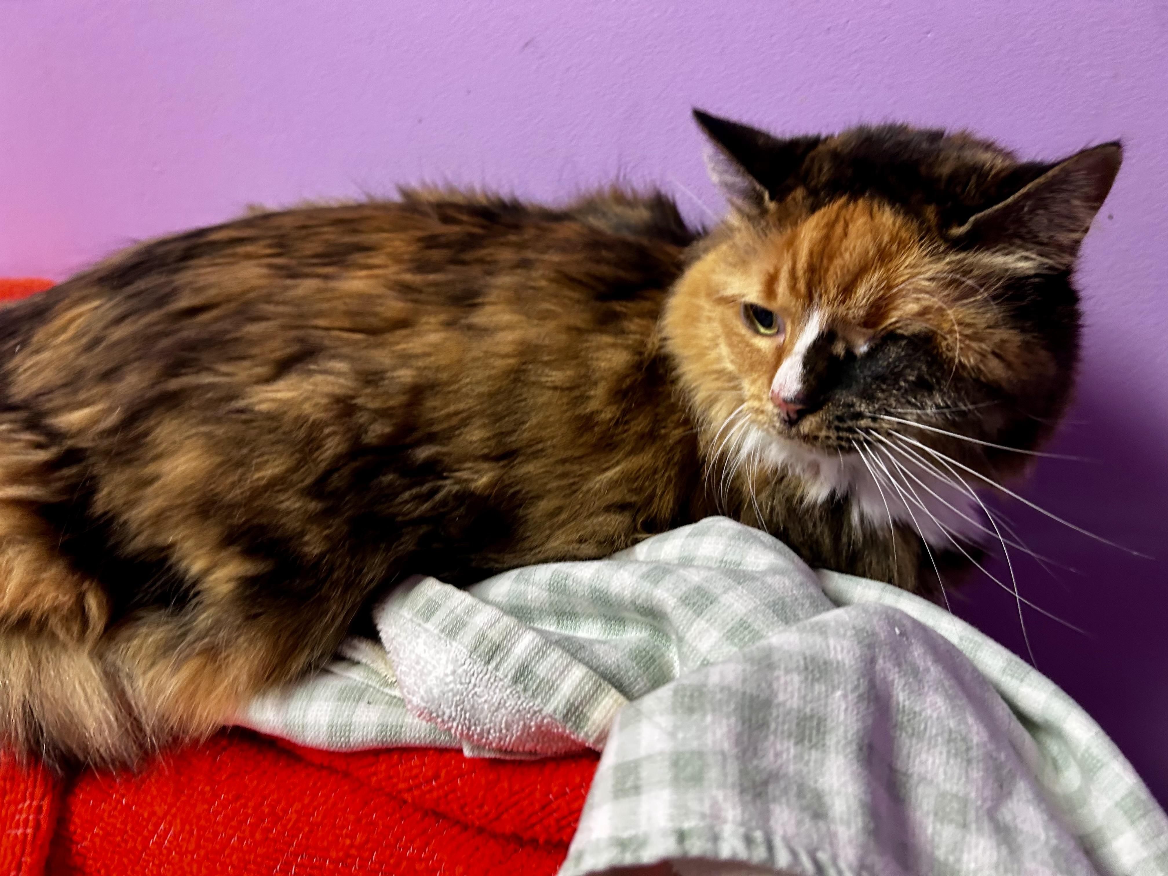 Enlarge Myrtle, a Adoptable mixed breed in Greensboro, NC image 2/4