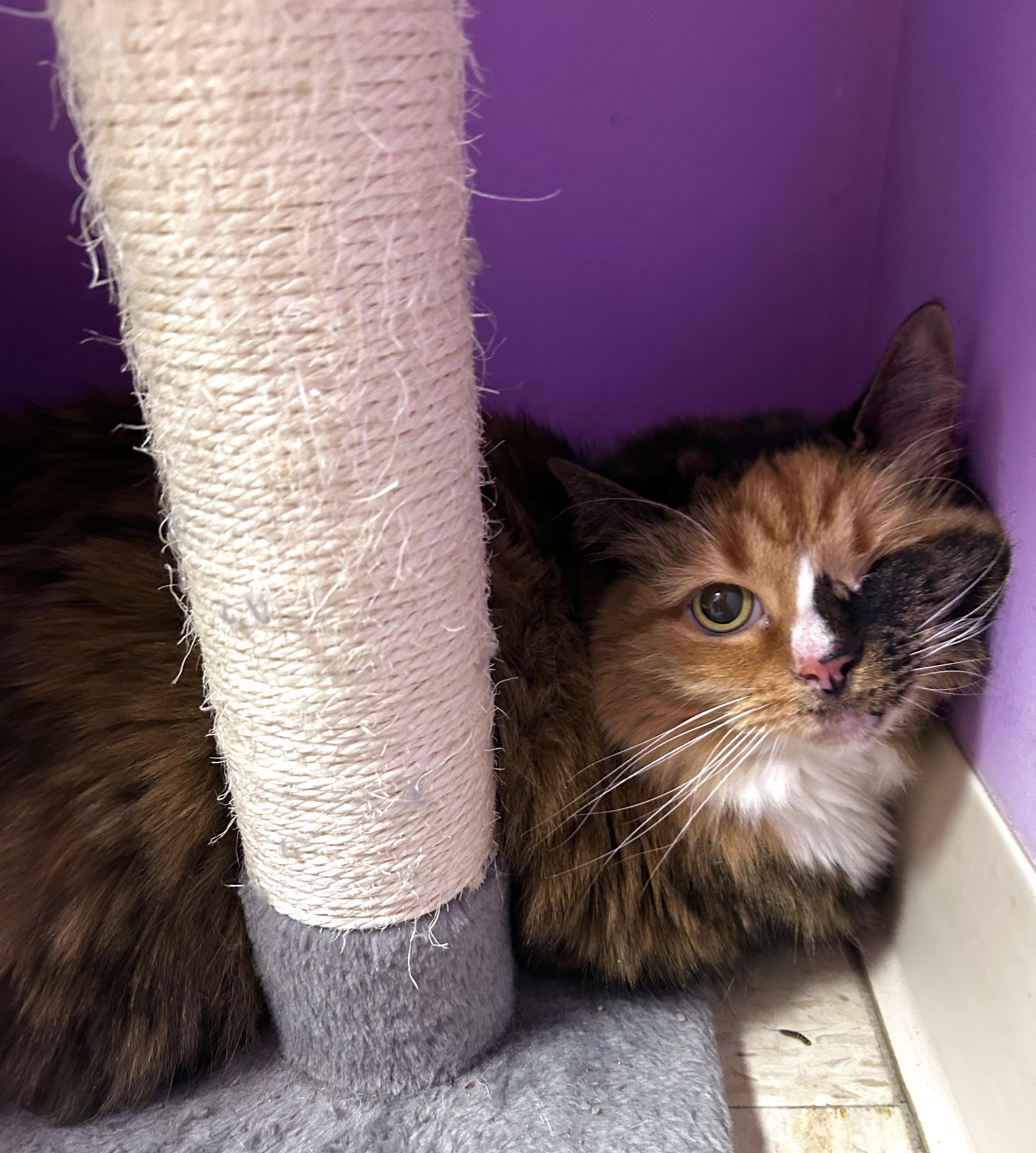 Enlarge Myrtle, a Adoptable mixed breed in Greensboro, NC image 3/4