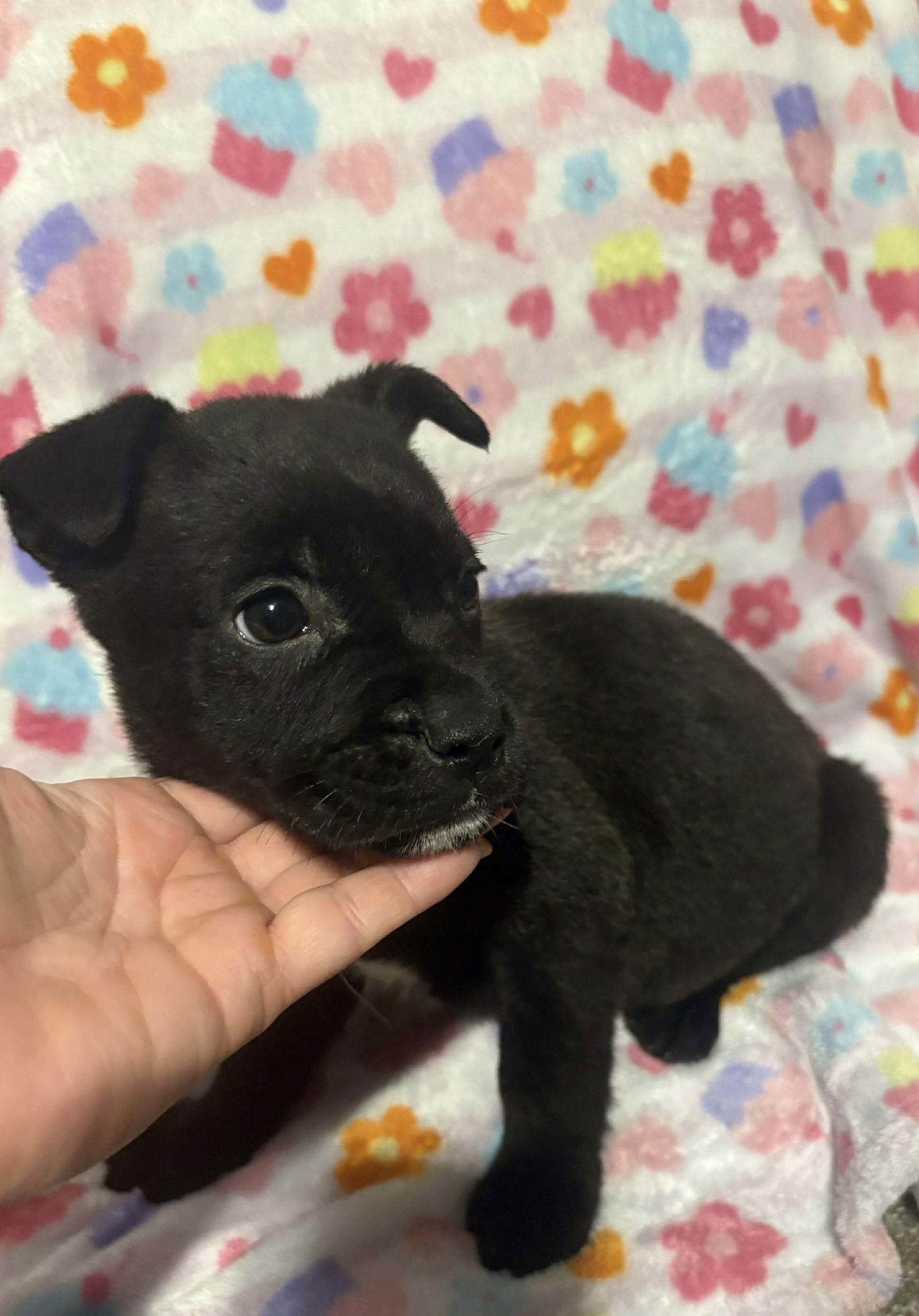 Pluto (Planet litter)