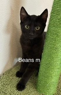 Beans, Adoptable, Kitten Male Domestic Short Hair.