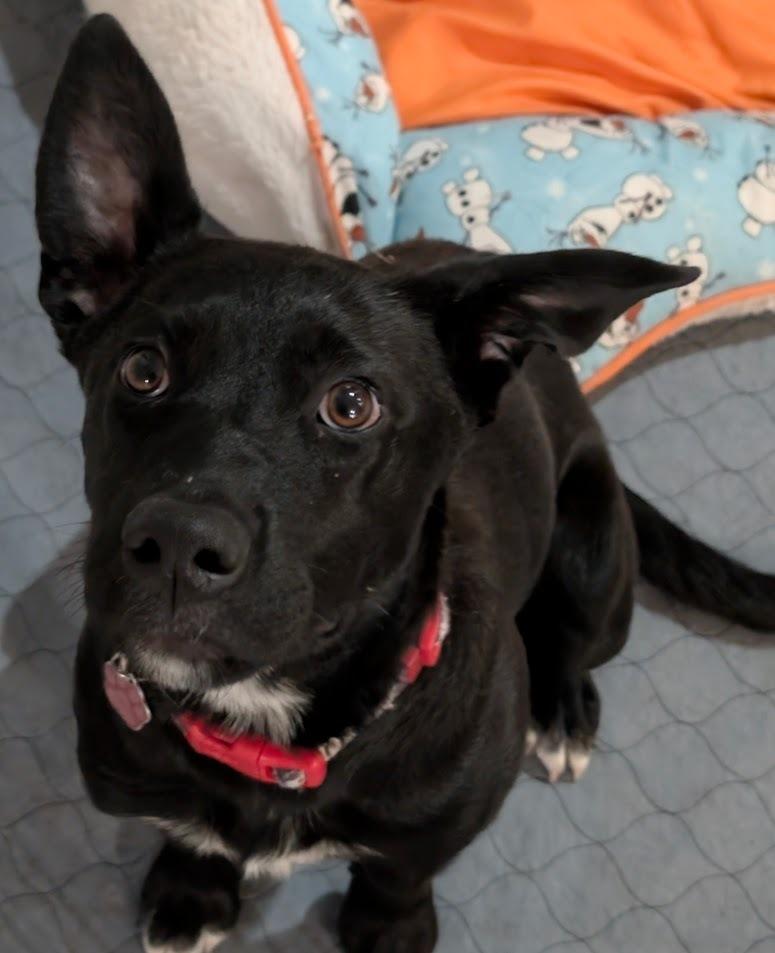 Onyx, a Adoptable mixed breed in Lafayette, CO image 1/4