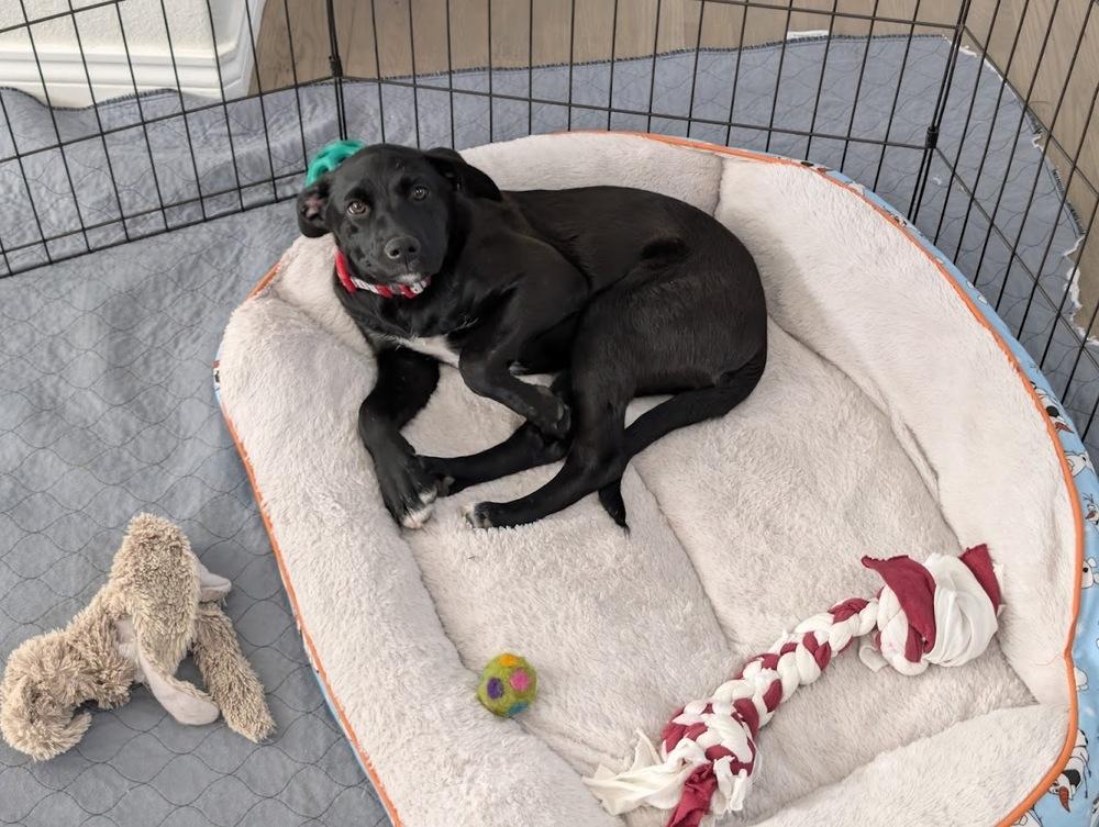 Onyx, a Adoptable mixed breed in Lafayette, CO image 2/4