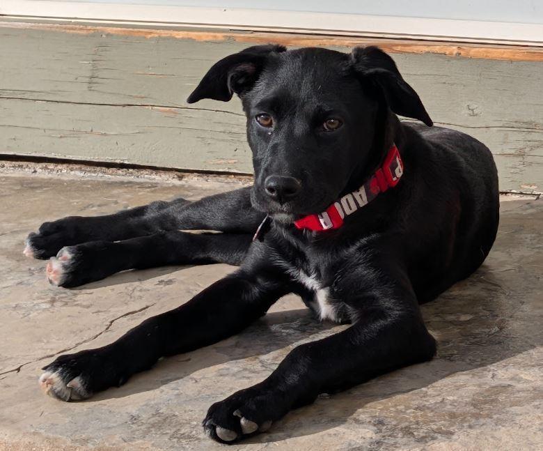 Onyx, a Adoptable mixed breed in Lafayette, CO image 4/4
