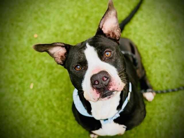 AVOCADO, Adoptable, Adult Male Pit Bull Terrier & Mixed Breed.