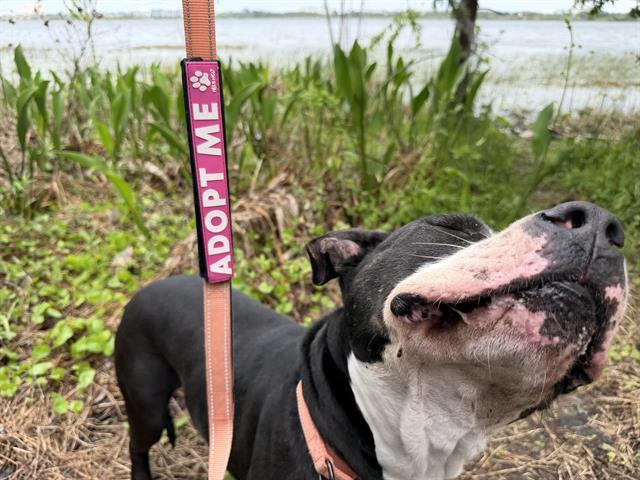 Enlarge AVOCADO, a Adoptable mixed breed in Orlando, FL image 1/1