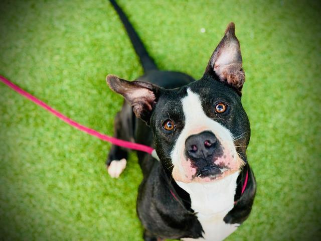 AVOCADO, Adoptable, Adult Male Pit Bull Terrier & Mixed Breed.
