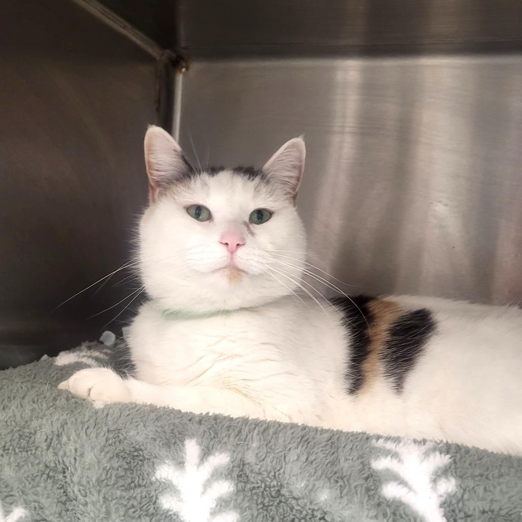 Bluebell, Adoptable, Adult Female Domestic Short Hair.