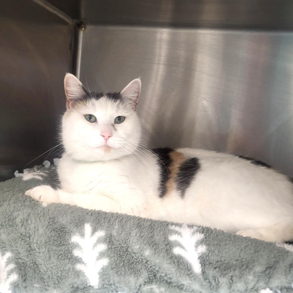 Bluebell, a Adoptable mixed breed in Fort Wayne, IN image 2/2