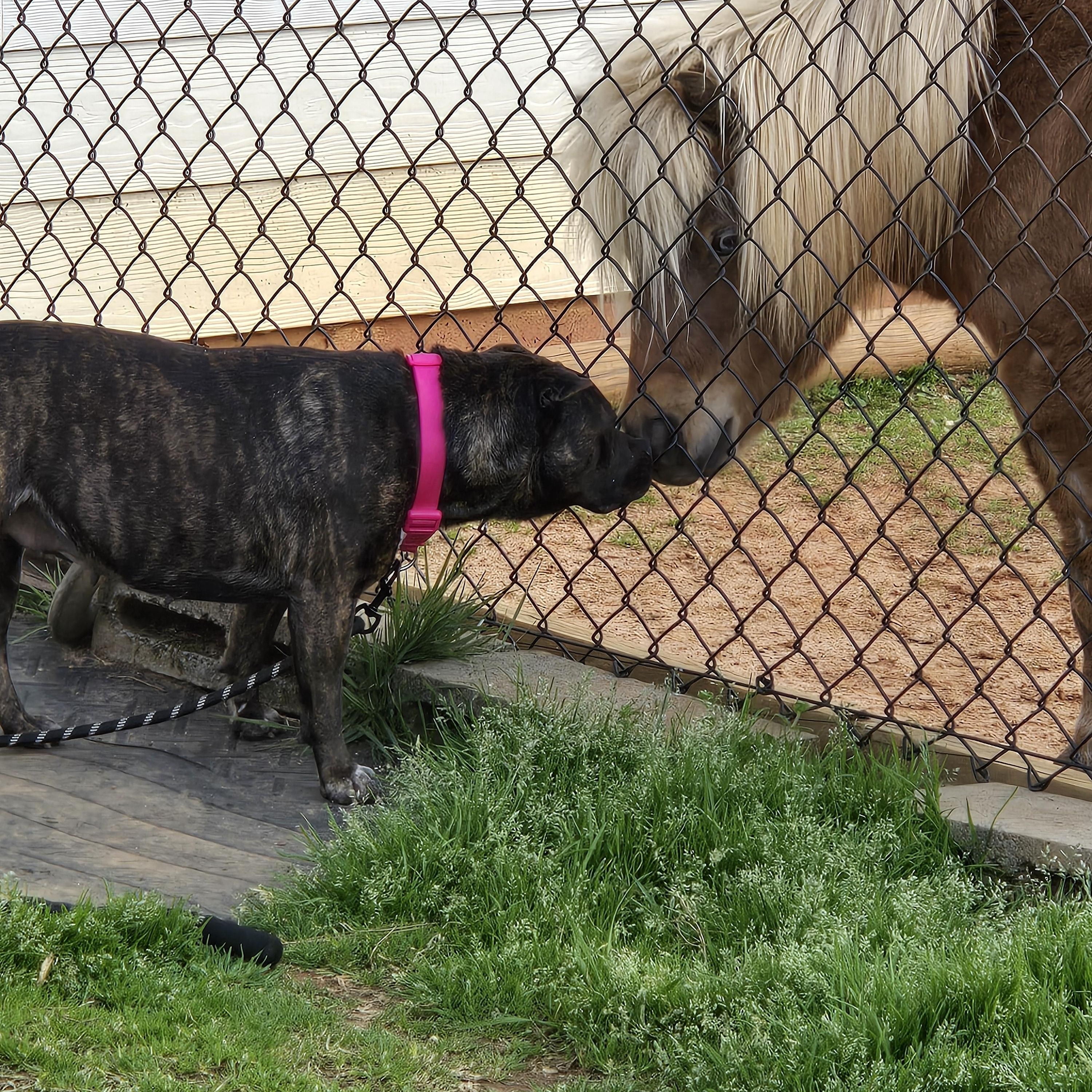 ASPEN, a ADOPTABLE mixed breed in Newborn, GA image 5/6