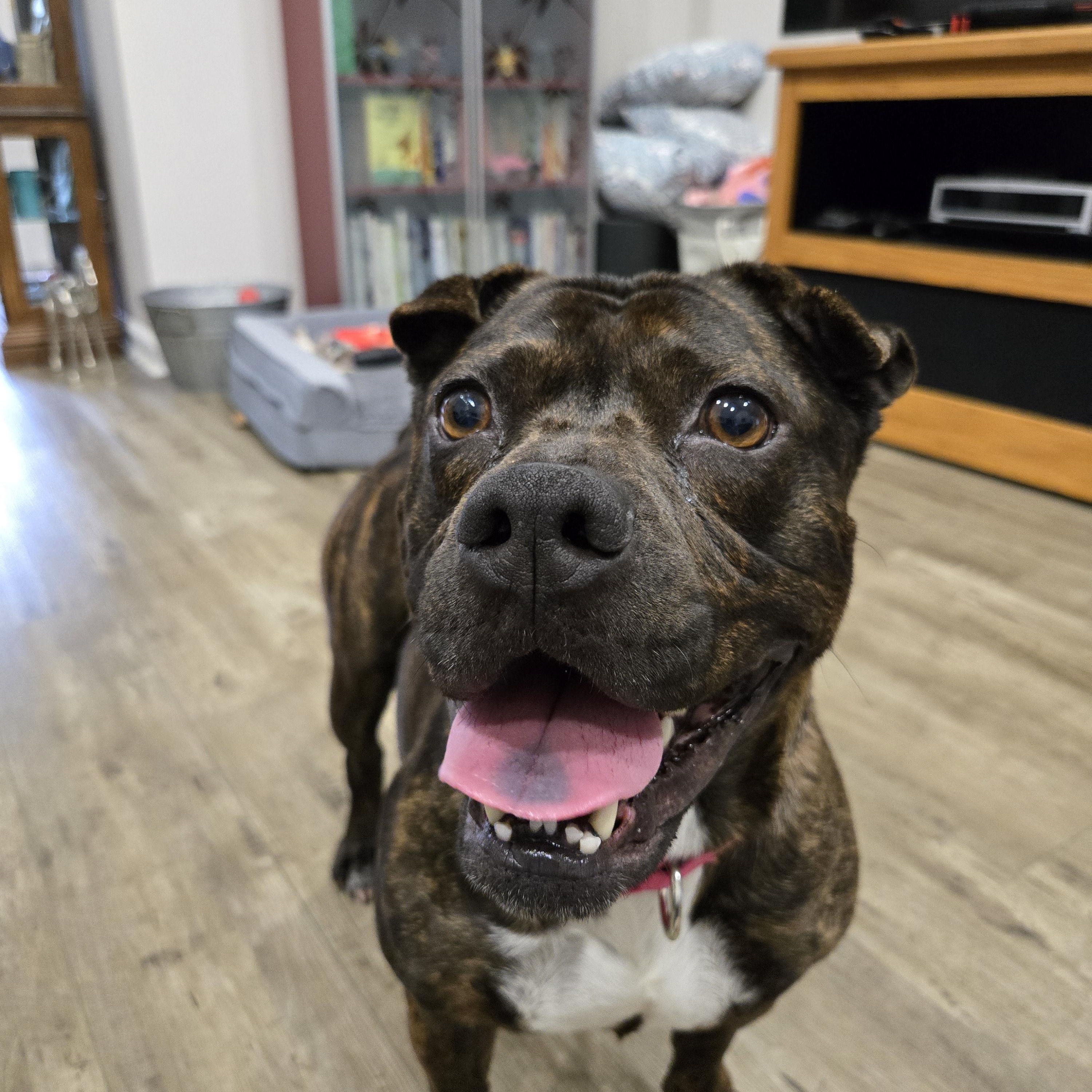 ASPEN, ADOPTABLE, Adult Female Staffordshire Bull Terrier.