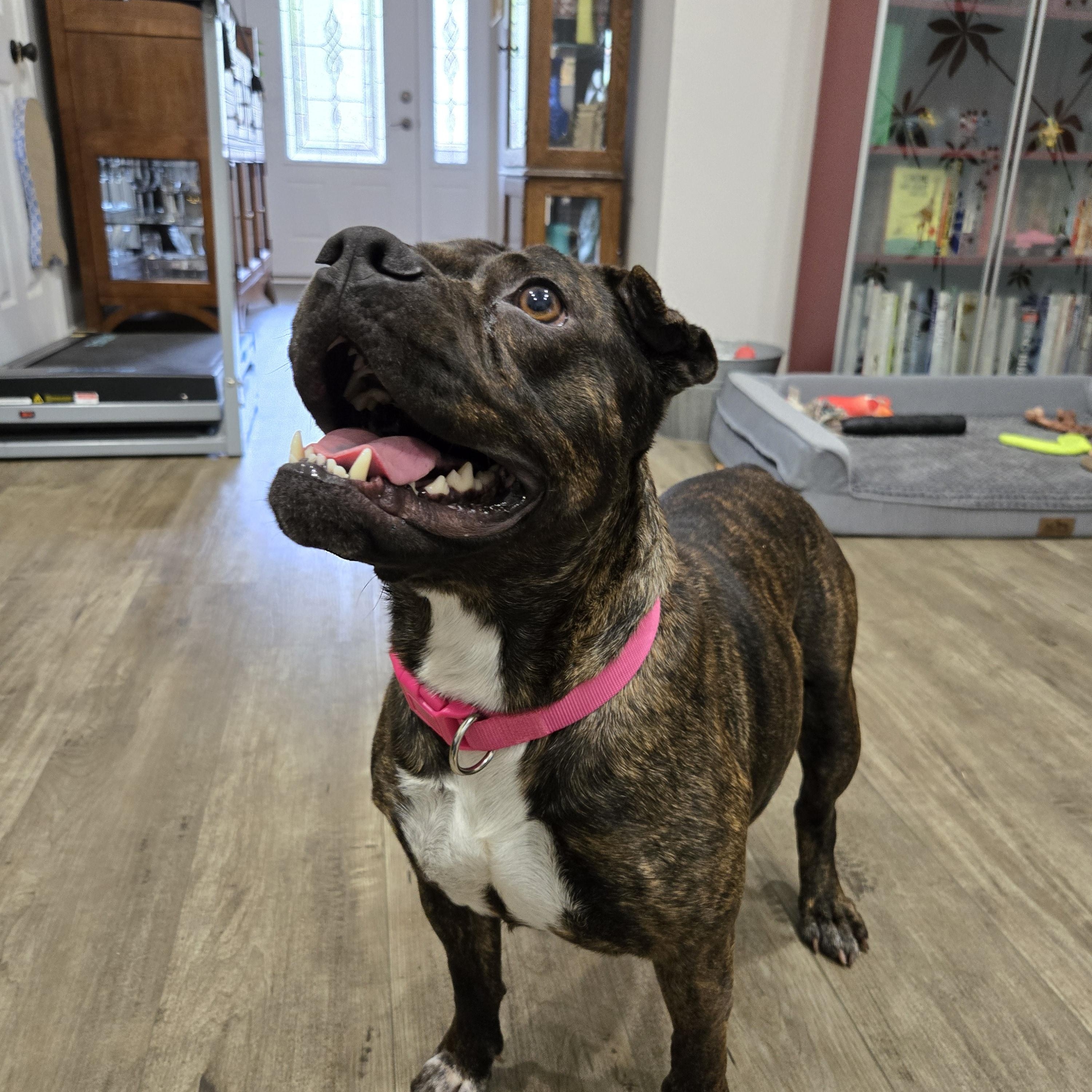 ASPEN, a ADOPTABLE mixed breed in Newborn, GA image 2/6