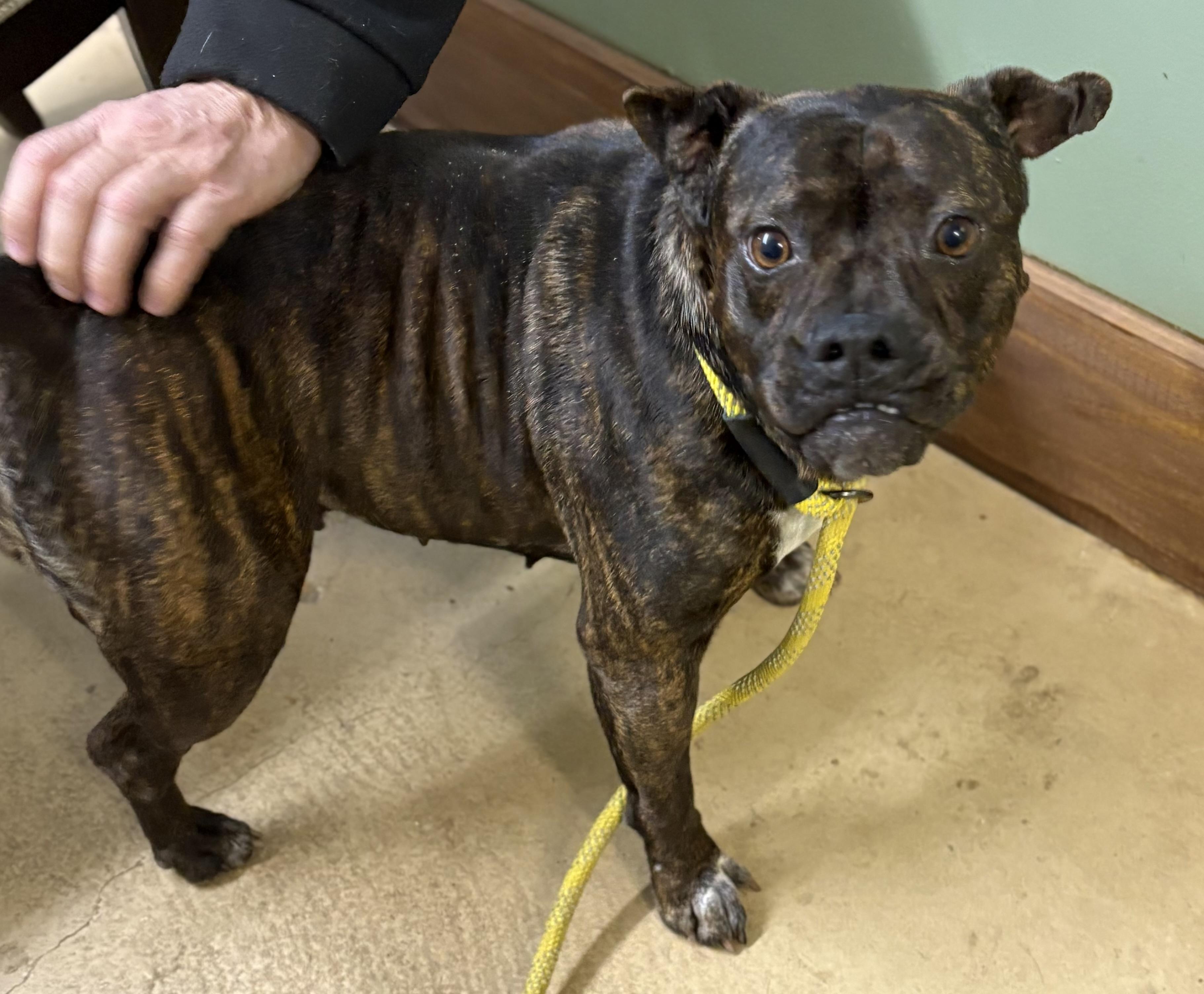 ASPEN, a ADOPTABLE mixed breed in Newborn, GA image 6/6