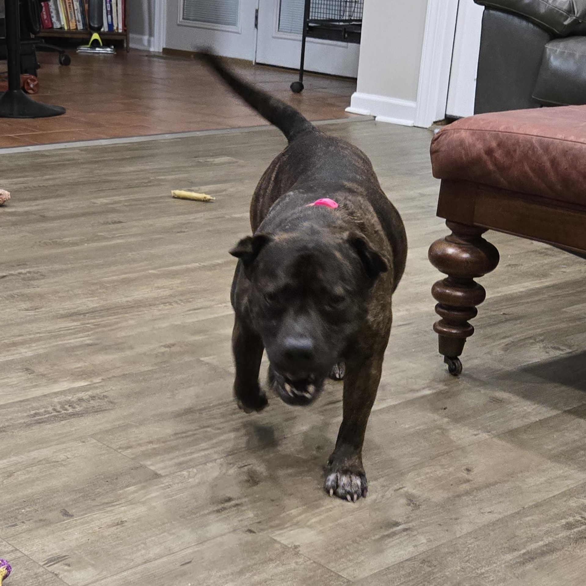 ASPEN, a ADOPTABLE mixed breed in Newborn, GA image 4/6